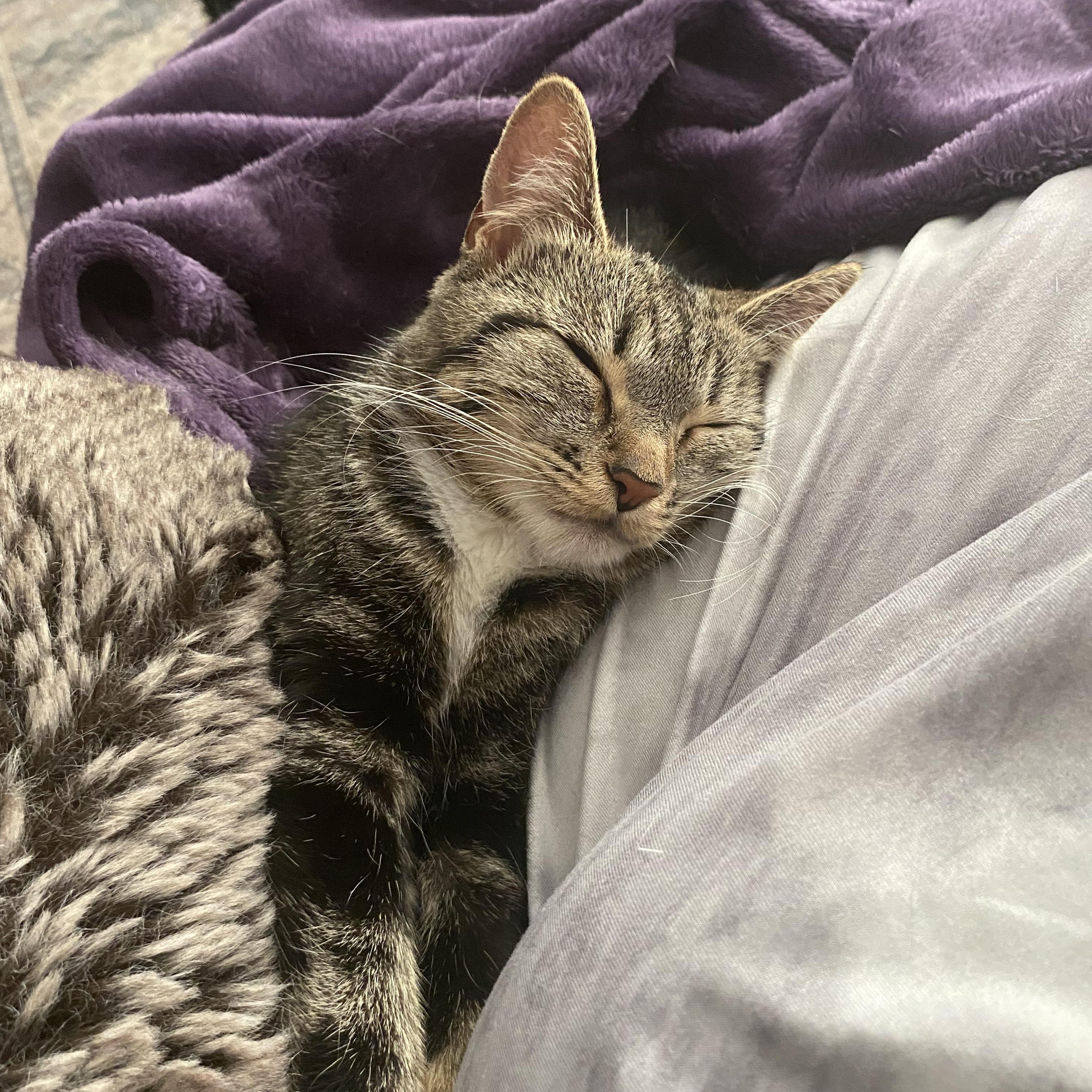 Helen Keller, Adoptable, Young Female Domestic Short Hair.