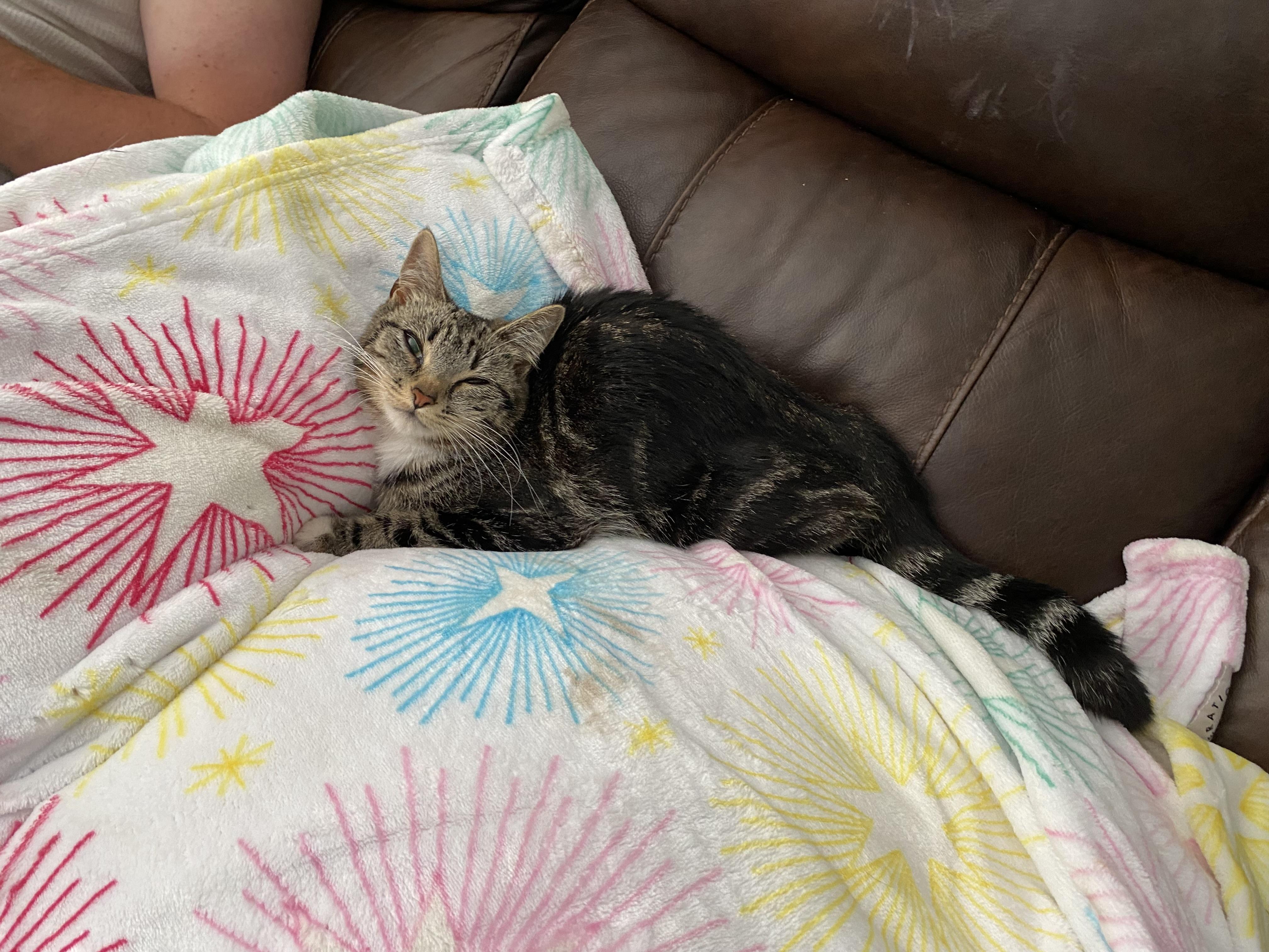 Helen Keller, a Adoptable Domestic Short Hair in Rochester, WA image 2/6