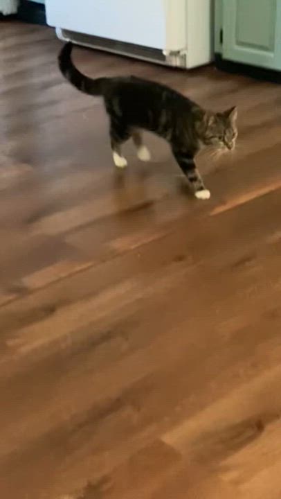 Enlarge Helen Keller, a Adoptable Domestic Short Hair in Rochester, WA video 5/6