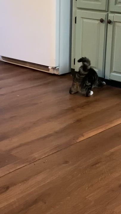 Enlarge Helen Keller, a Adoptable Domestic Short Hair in Rochester, WA video 6/6