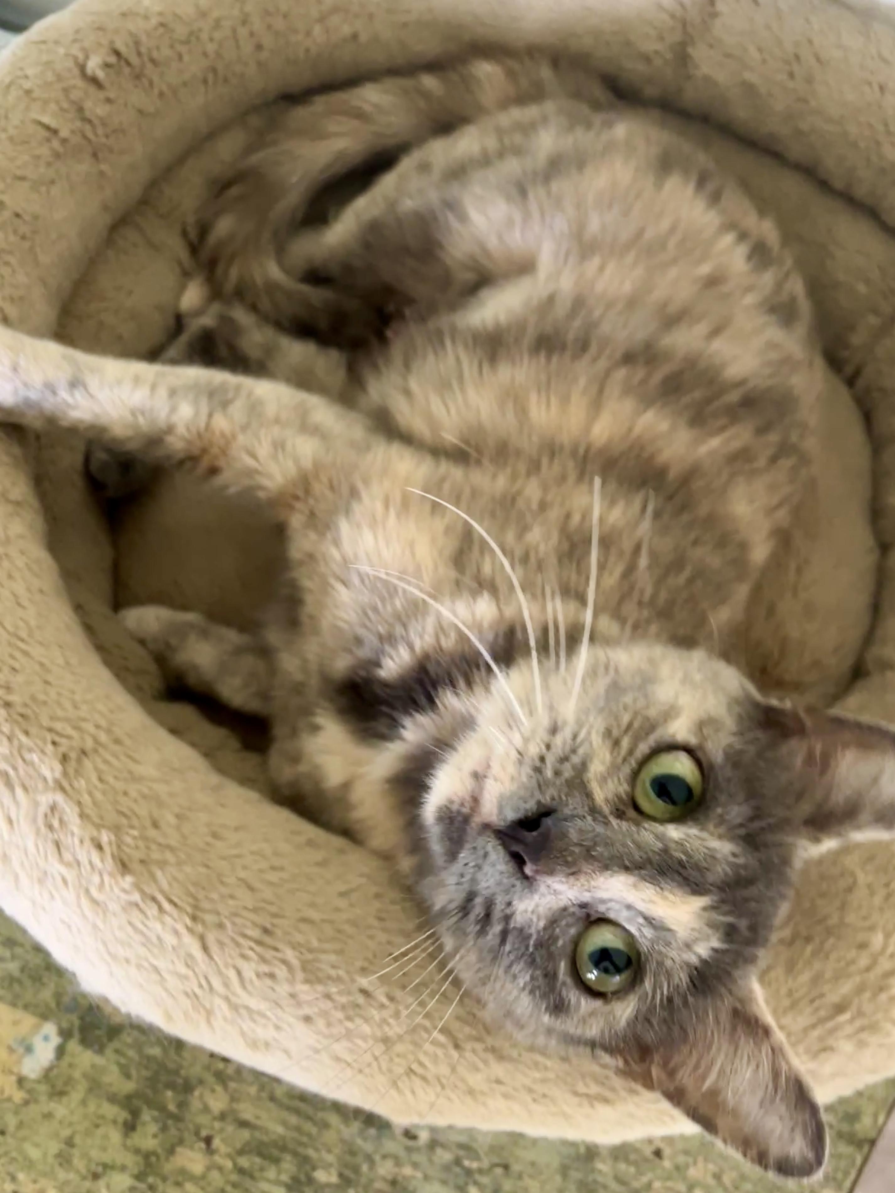 Enlarge Sasha, a Adoptable Domestic Short Hair in Waller, TX image 1/4