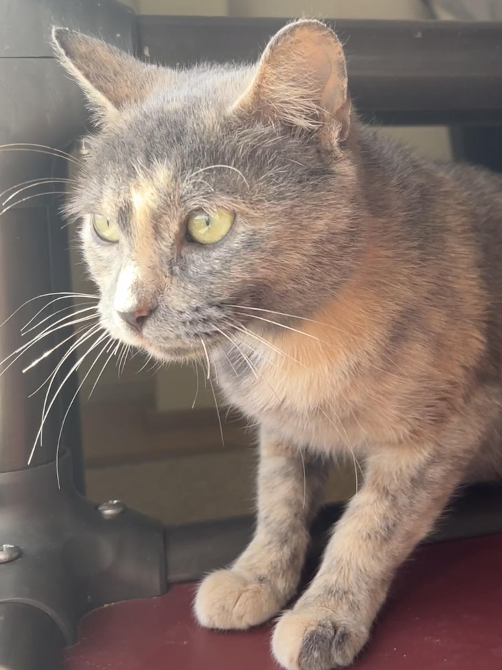 Enlarge Sasha, a Adoptable Domestic Short Hair in Waller, TX image 2/4