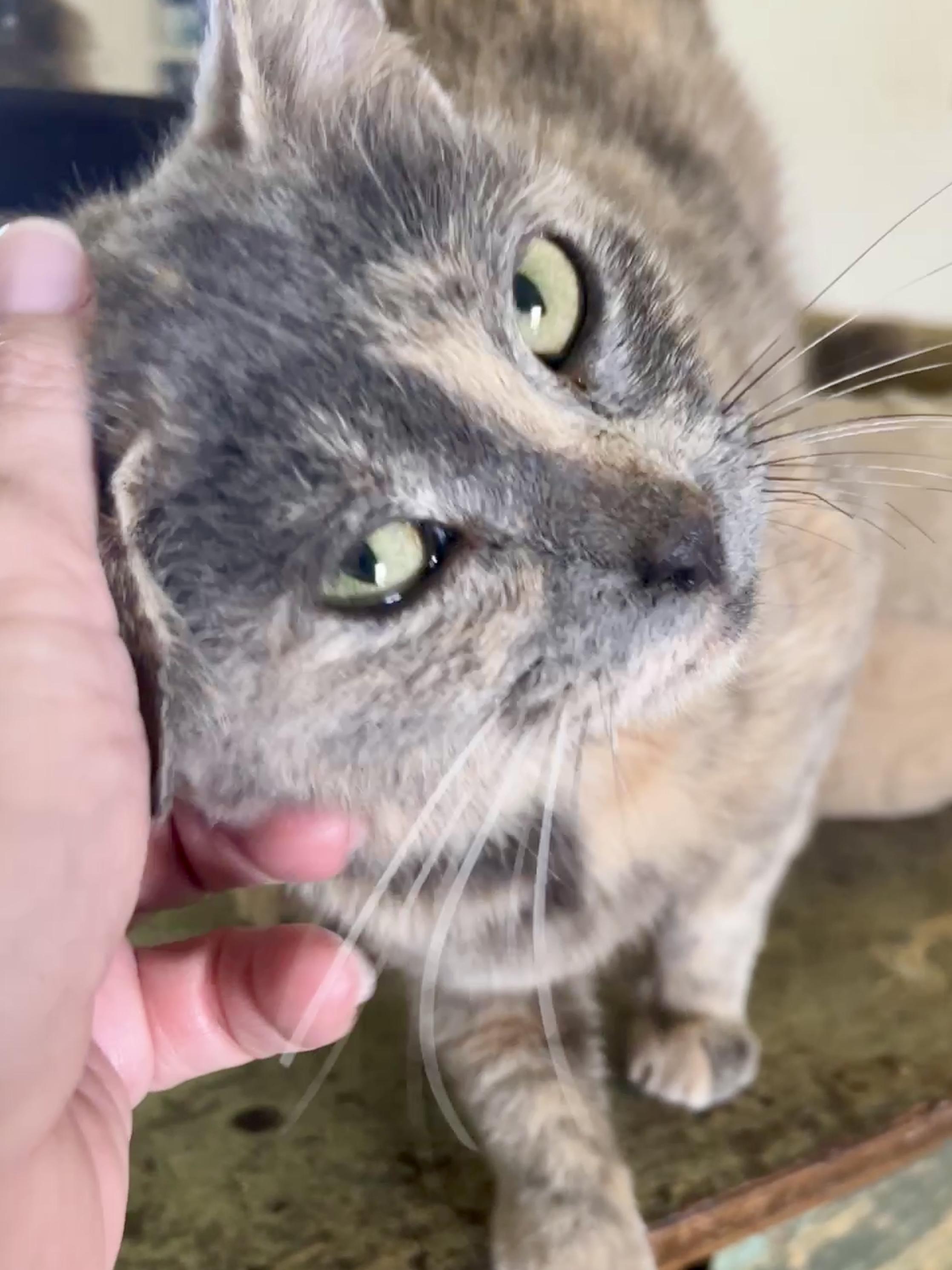 Enlarge Sasha, a Adoptable Domestic Short Hair in Waller, TX image 3/4