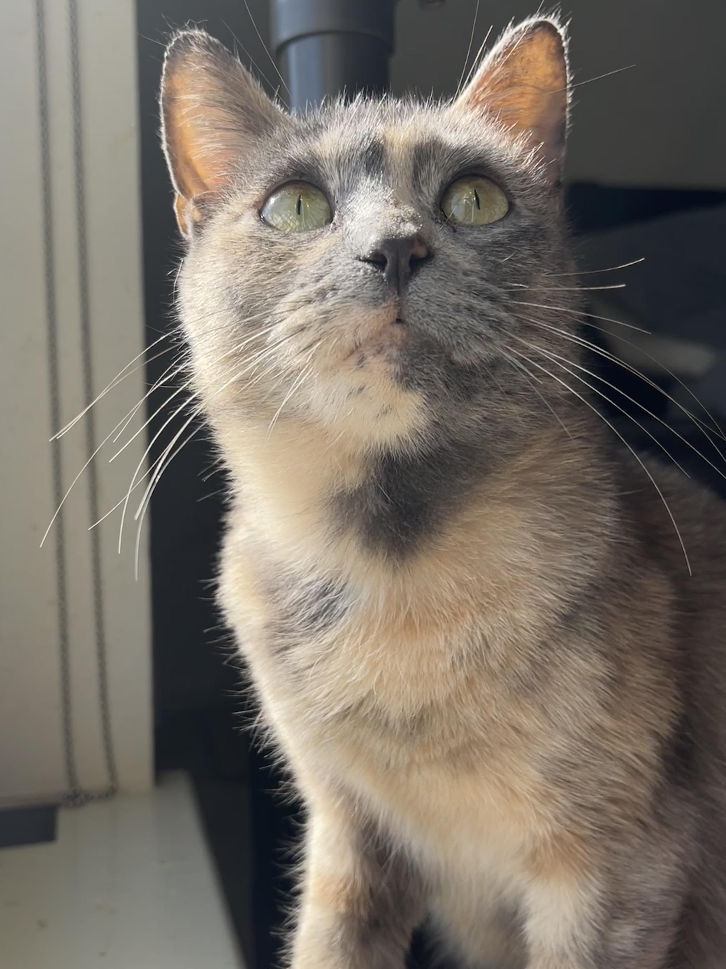 Enlarge Sasha, a Adoptable Domestic Short Hair in Waller, TX image 4/4