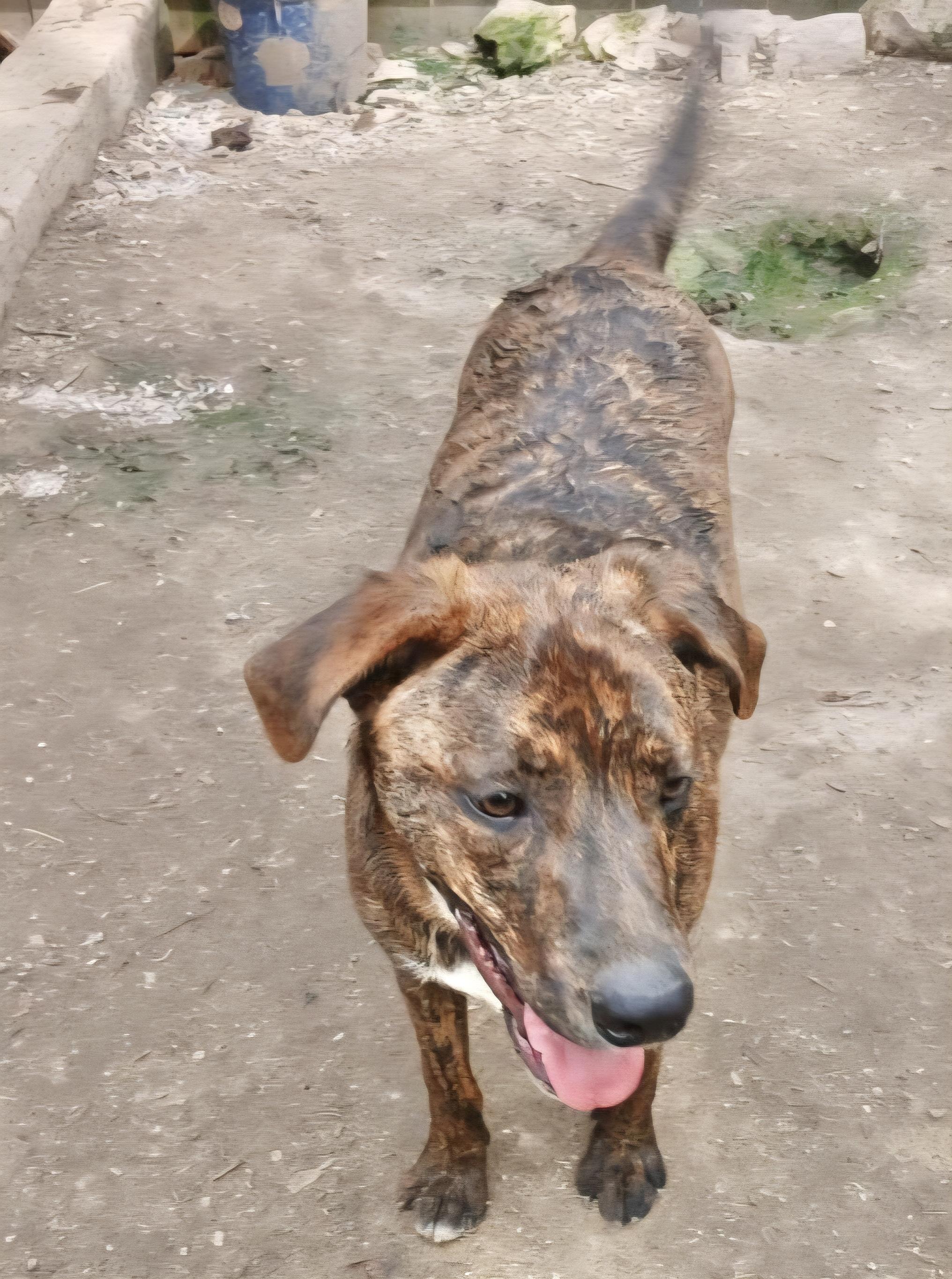 Enlarge Ruger, a Adoptable mixed breed in Manchester, CT image 2/4