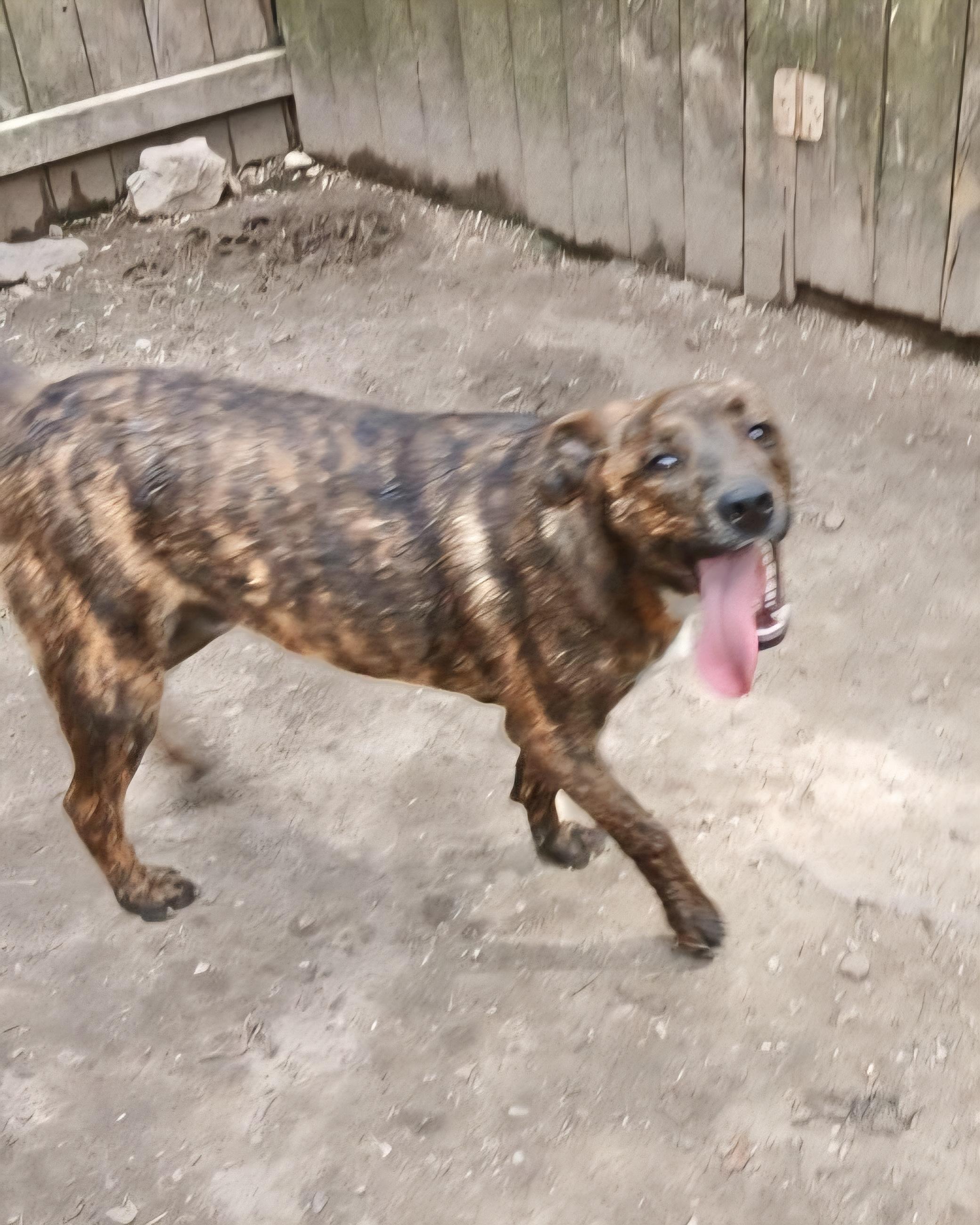 Enlarge Ruger, a Adoptable mixed breed in Manchester, CT image 3/4