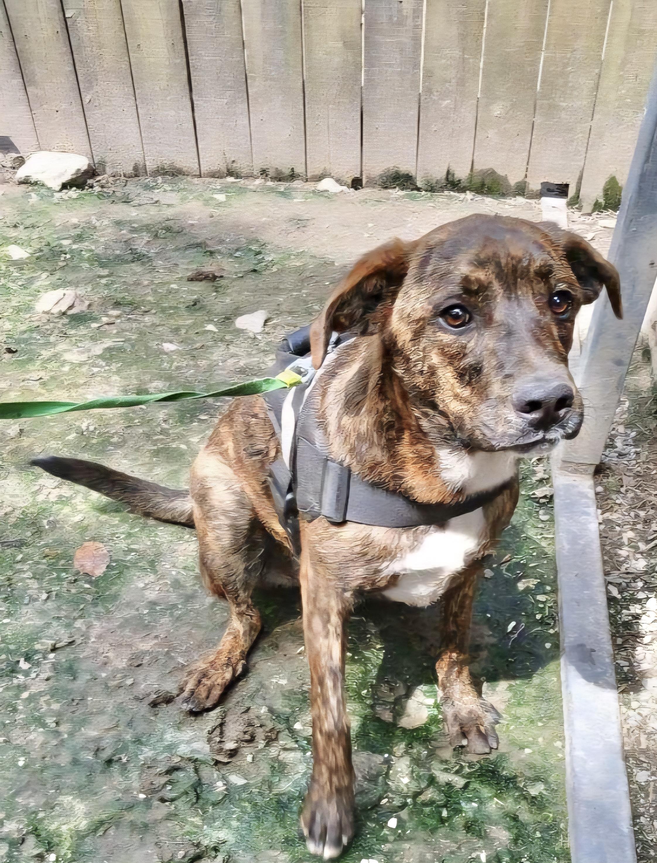 Enlarge Ruger, a Adoptable mixed breed in Manchester, CT image 4/4
