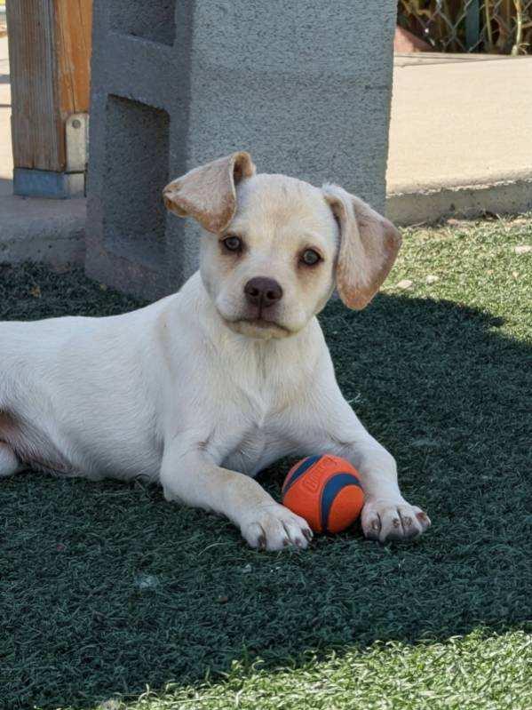 Elenore, a ADOPTABLE mixed breed in Benson, AZ image 1/2