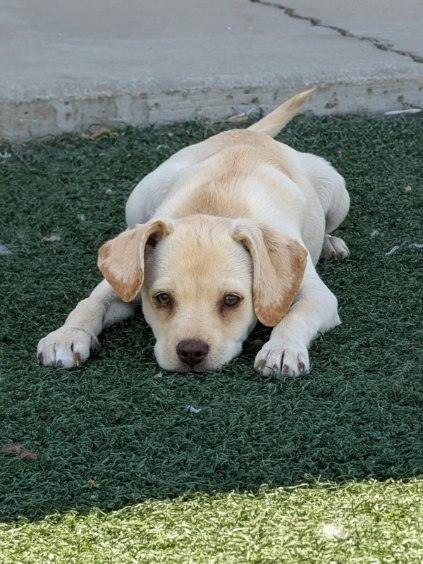 Elenore, a ADOPTABLE mixed breed in Benson, AZ image 2/2