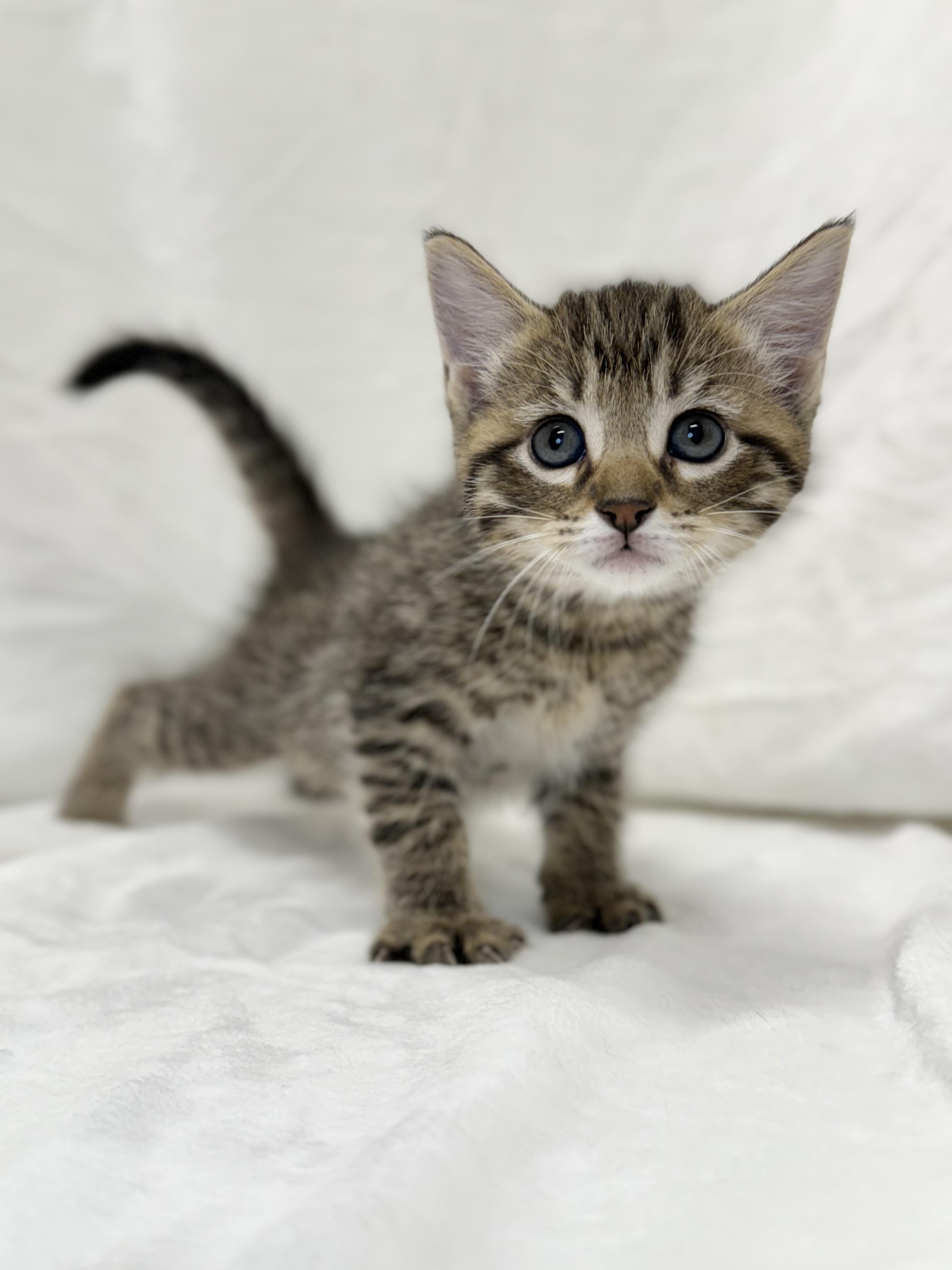 Posey, Adoptable, Kitten Female Domestic Short Hair & Tabby.