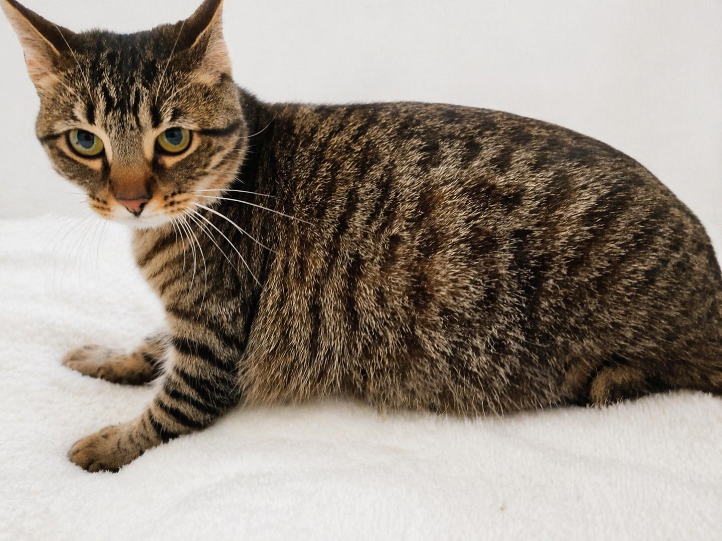 Enlarge Posey, a Adoptable mixed breed in Greensboro, NC image 2/6