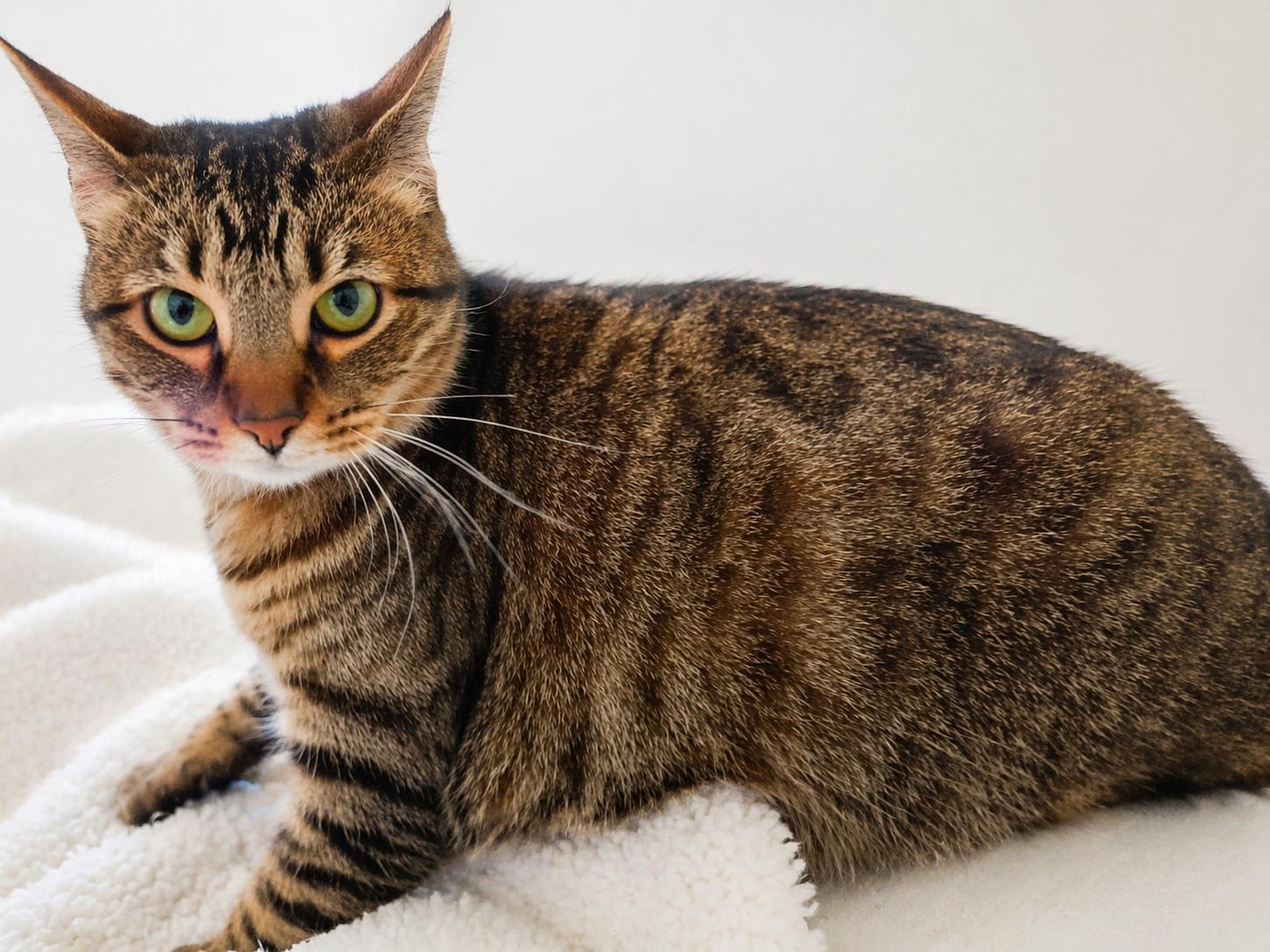 Enlarge Posey, a Adoptable mixed breed in Greensboro, NC image 4/6