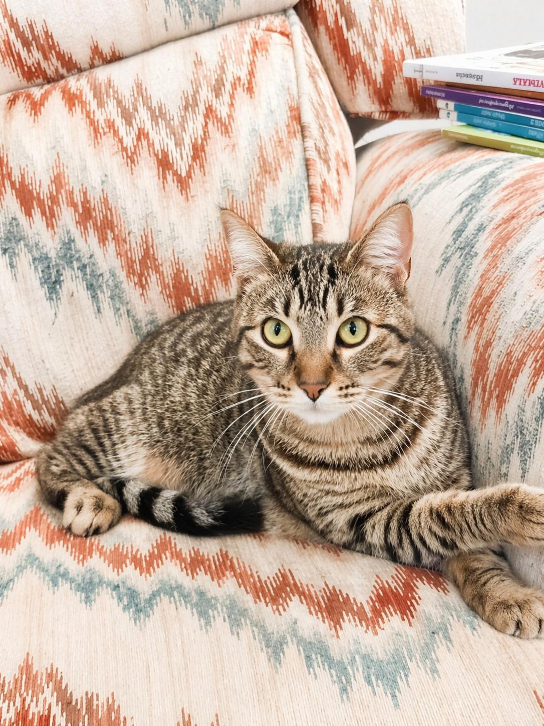 Posey, Adoptable, Kitten Female Domestic Short Hair & Tabby.