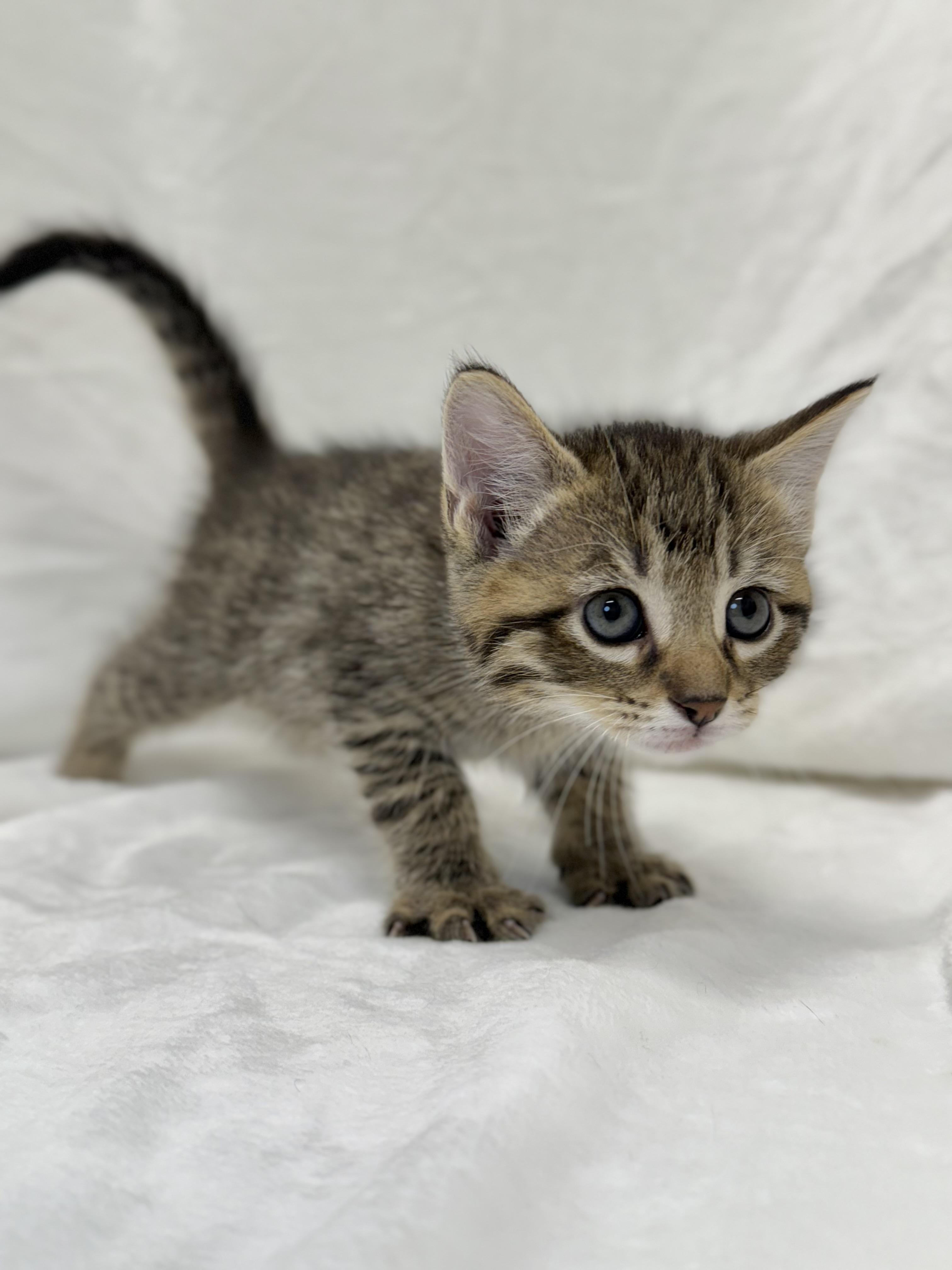 Posey, a Adoptable mixed breed in Greensboro, NC image 2/3