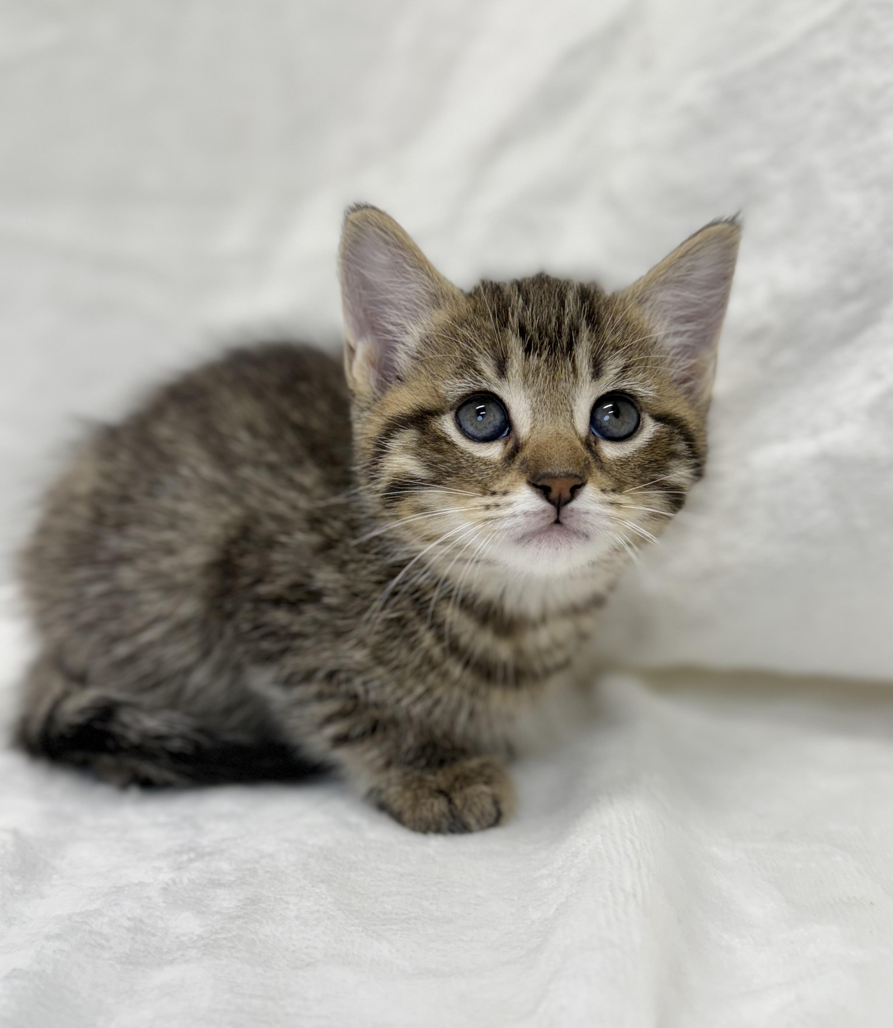 Posey, a Adoptable mixed breed in Greensboro, NC image 3/3