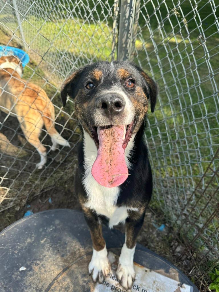 Mickey, Adoptable, Young Male Hound.