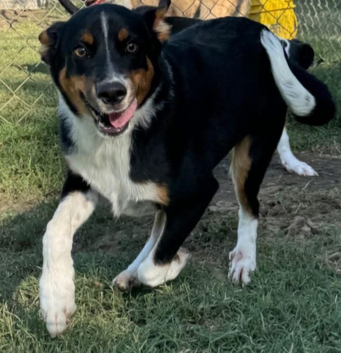 Mickey, a Adoptable Hound in Ada, OK image 2/5