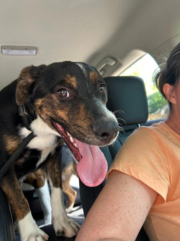 Enlarge Mickey, a Adoptable Hound in Ada, OK image 2/5