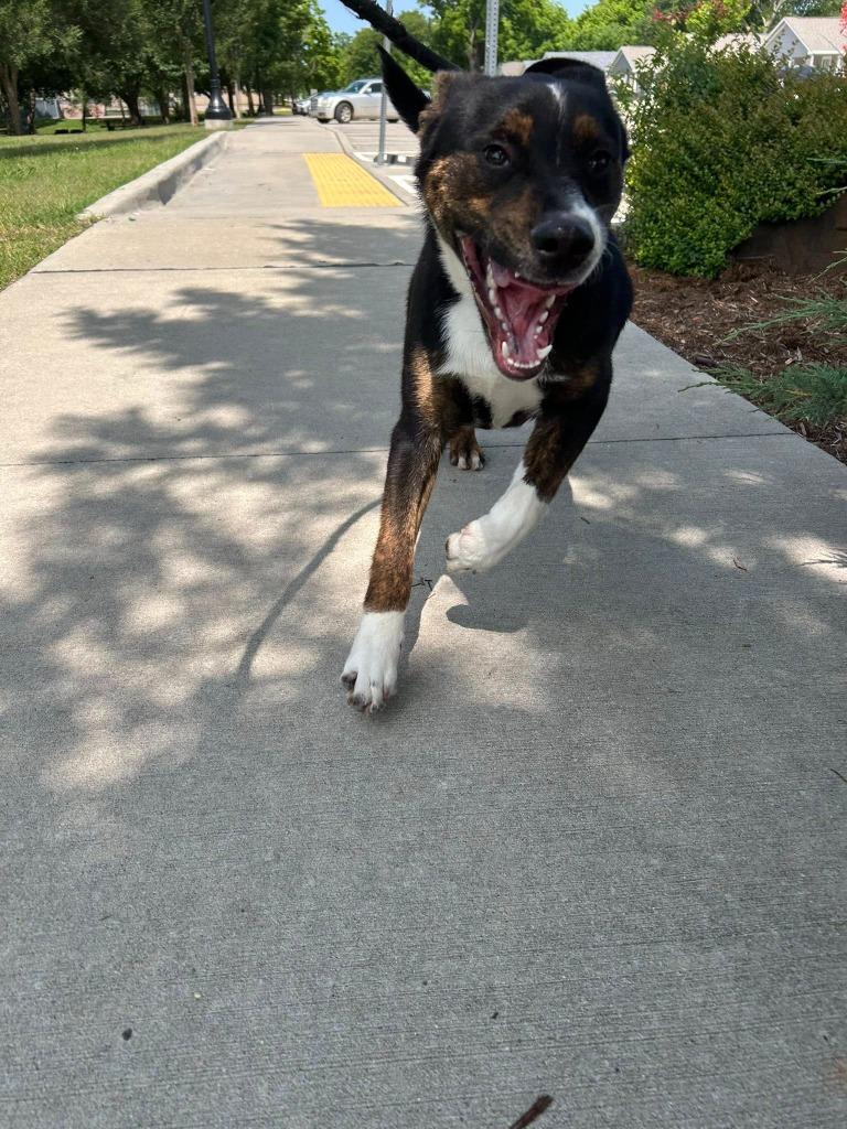 Mickey, a Adoptable Hound in Ada, OK image 4/5