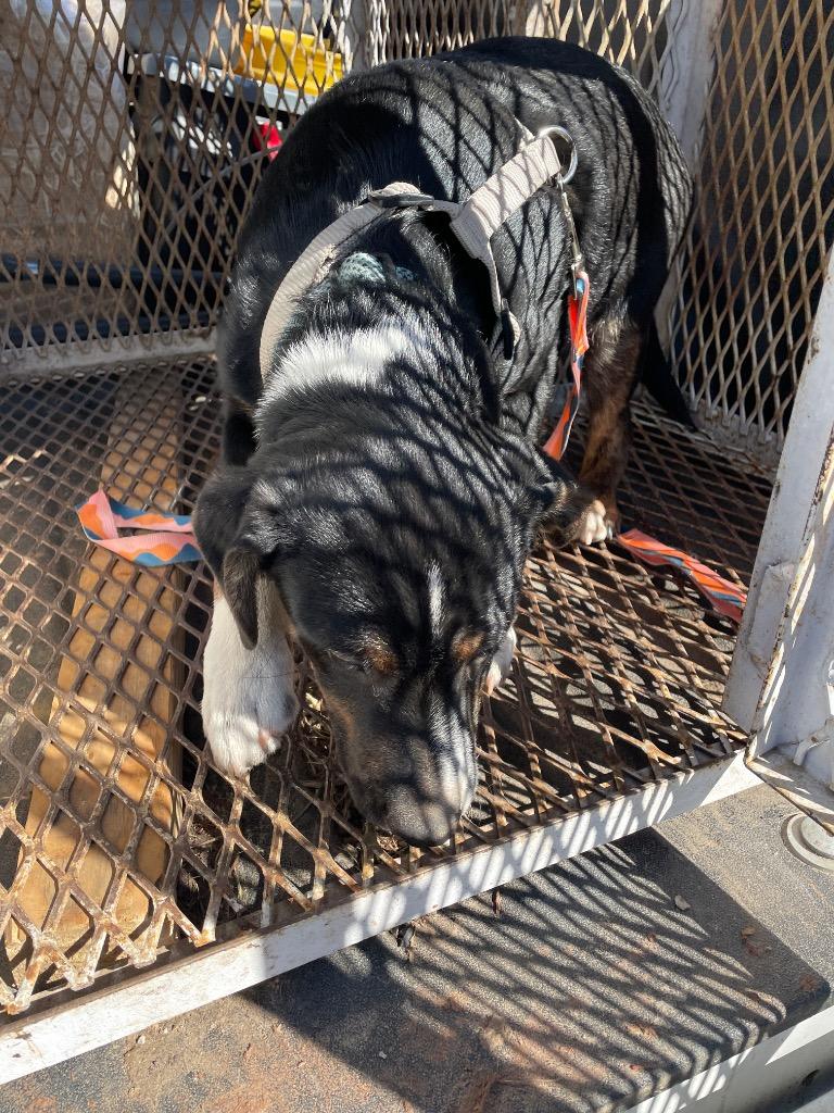 Enlarge Mickey, a Adoptable Hound in Ada, OK image 3/5