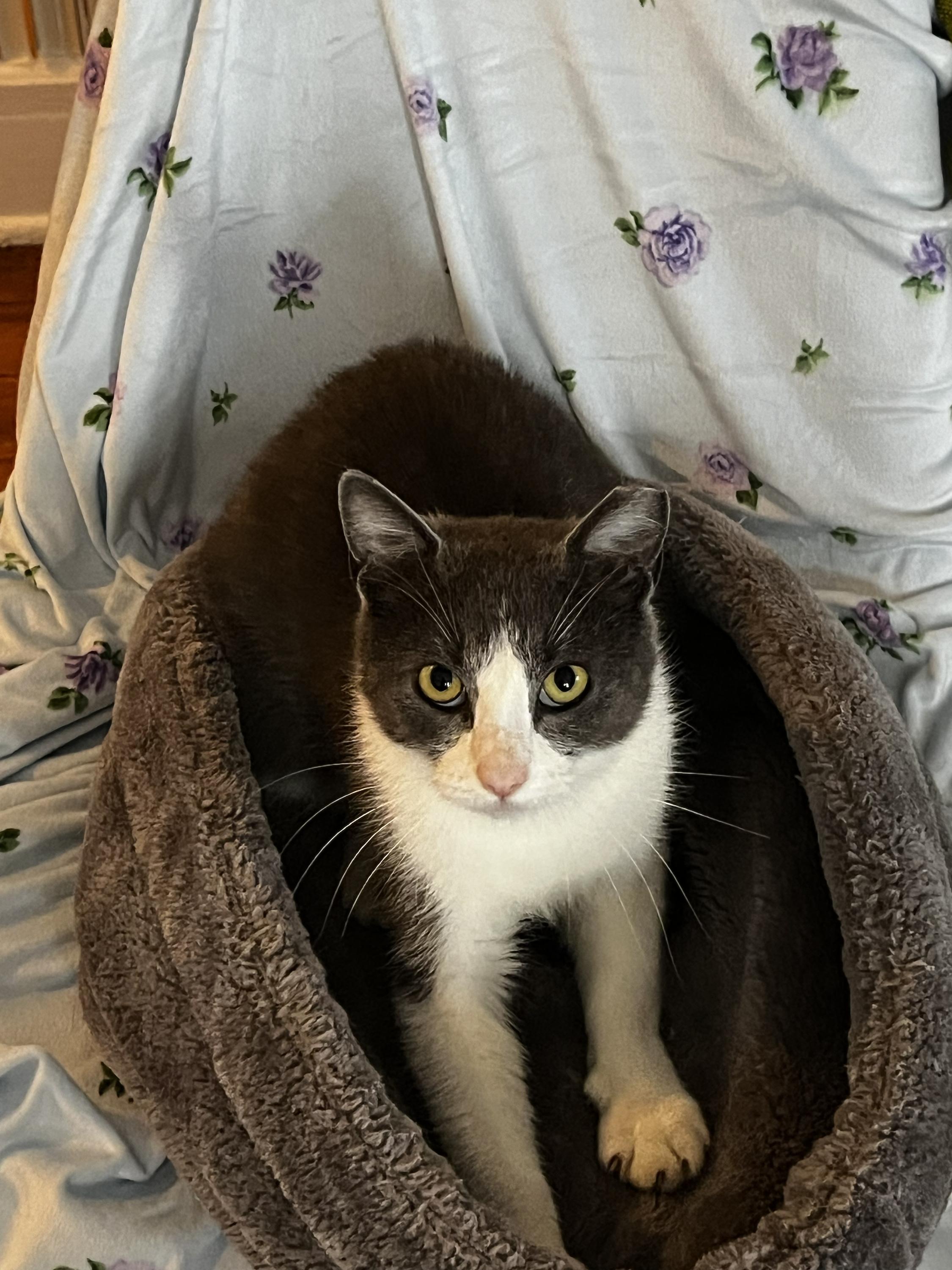 Enlarge Selene, a ADOPTABLE Domestic Short Hair in Long Island City, NY image 1/6