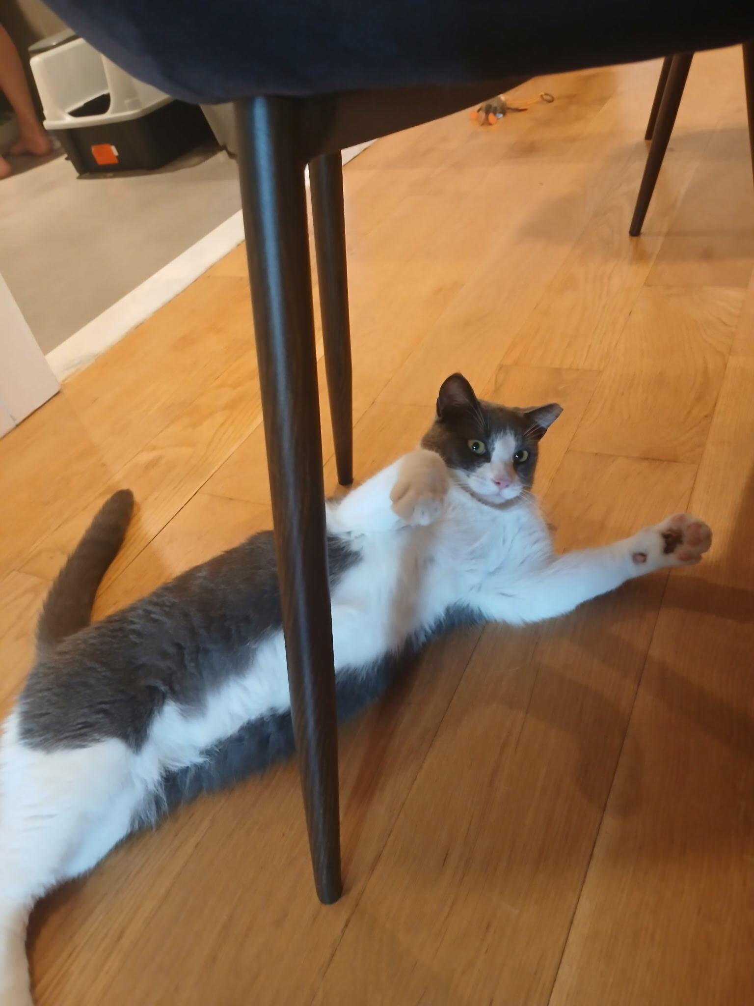 Selene, a ADOPTABLE Domestic Short Hair in Long Island City, NY image 2/6
