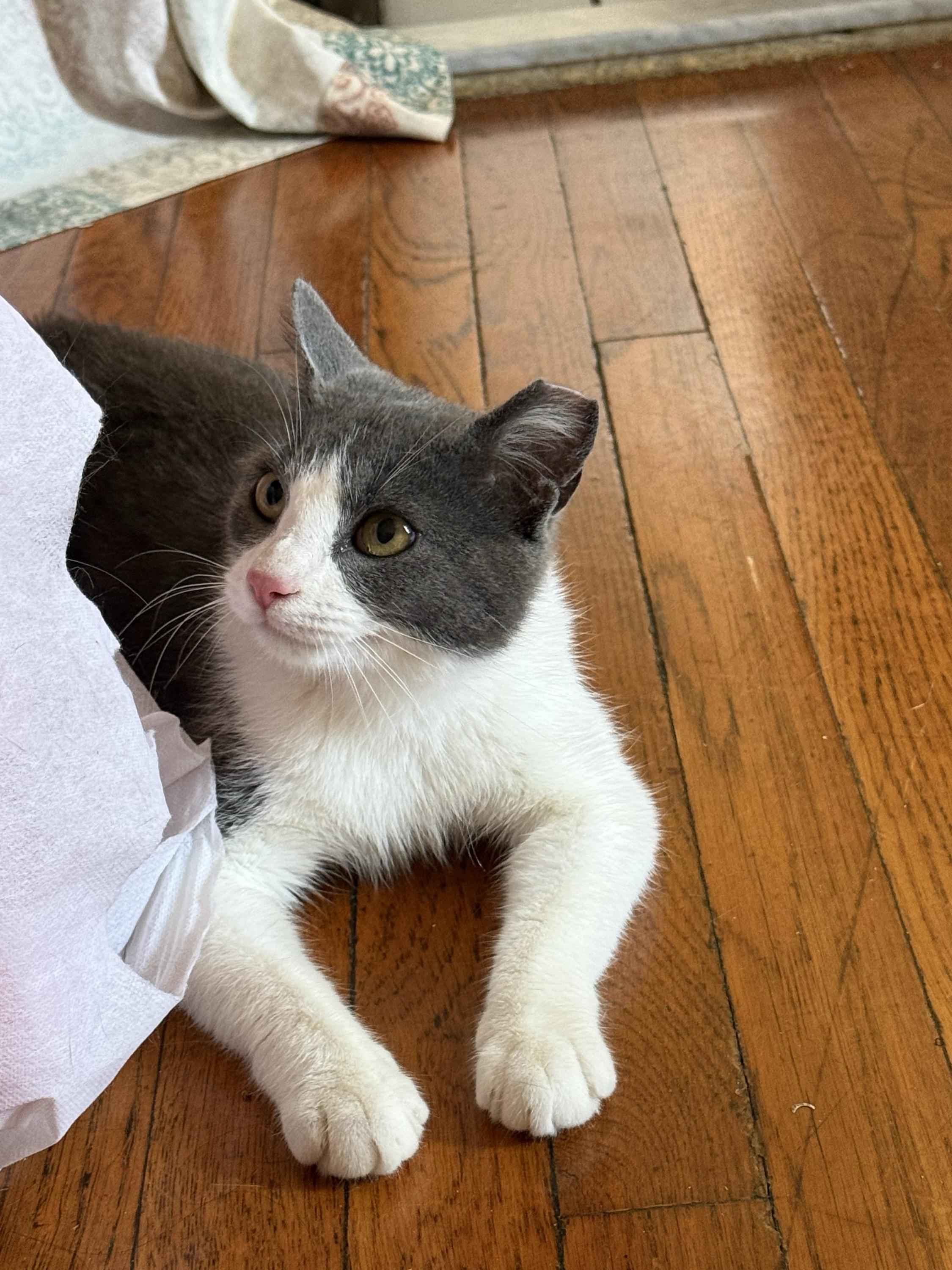 Enlarge Selene, a ADOPTABLE Domestic Short Hair in Long Island City, NY image 3/6