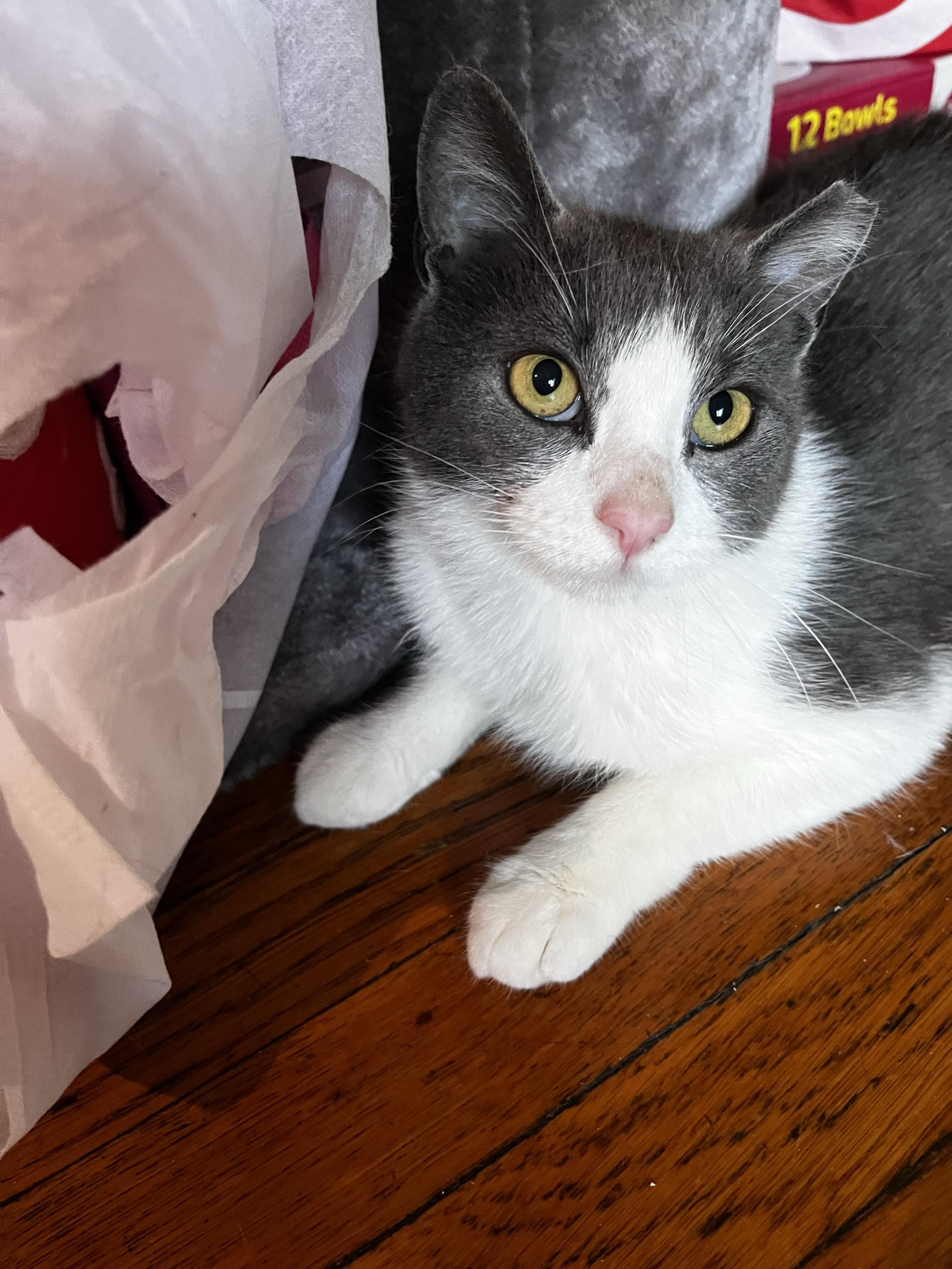 Selene, ADOPTABLE, Adult Female Domestic Short Hair.
