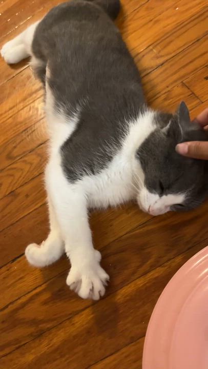 Enlarge Selene, a ADOPTABLE Domestic Short Hair in Long Island City, NY video 5/6