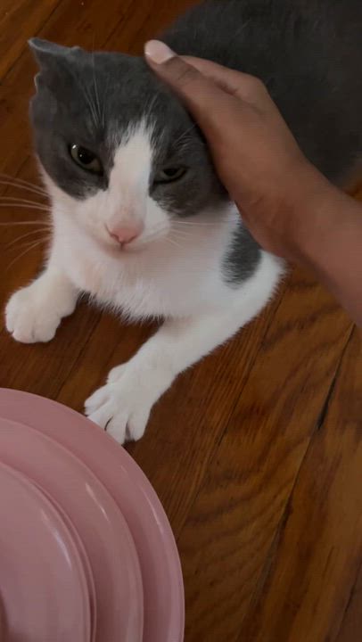 Enlarge Selene, a ADOPTABLE Domestic Short Hair in Long Island City, NY video 6/6