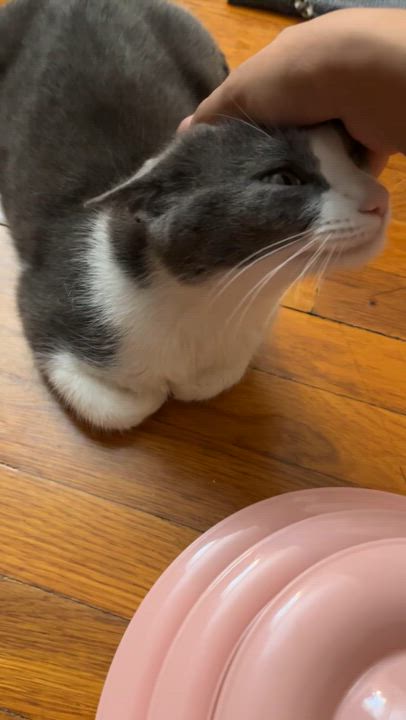 Enlarge Selene, a ADOPTABLE Domestic Short Hair in Long Island City, NY video 4/6