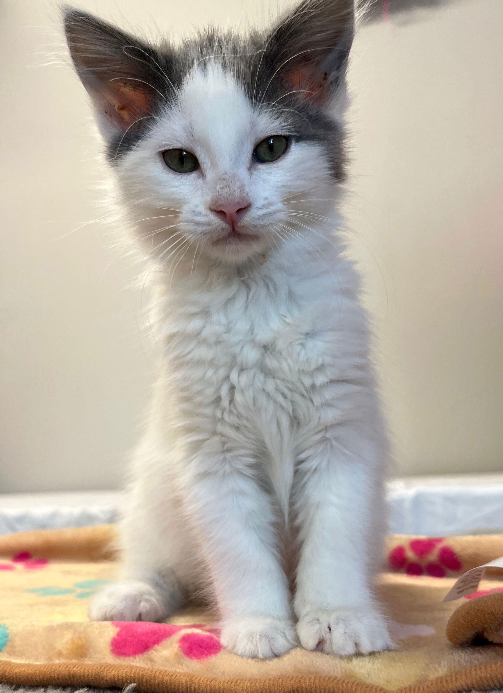 Lotus & Lux, Adopted, Kitten Female Domestic Long Hair & Turkish Van.