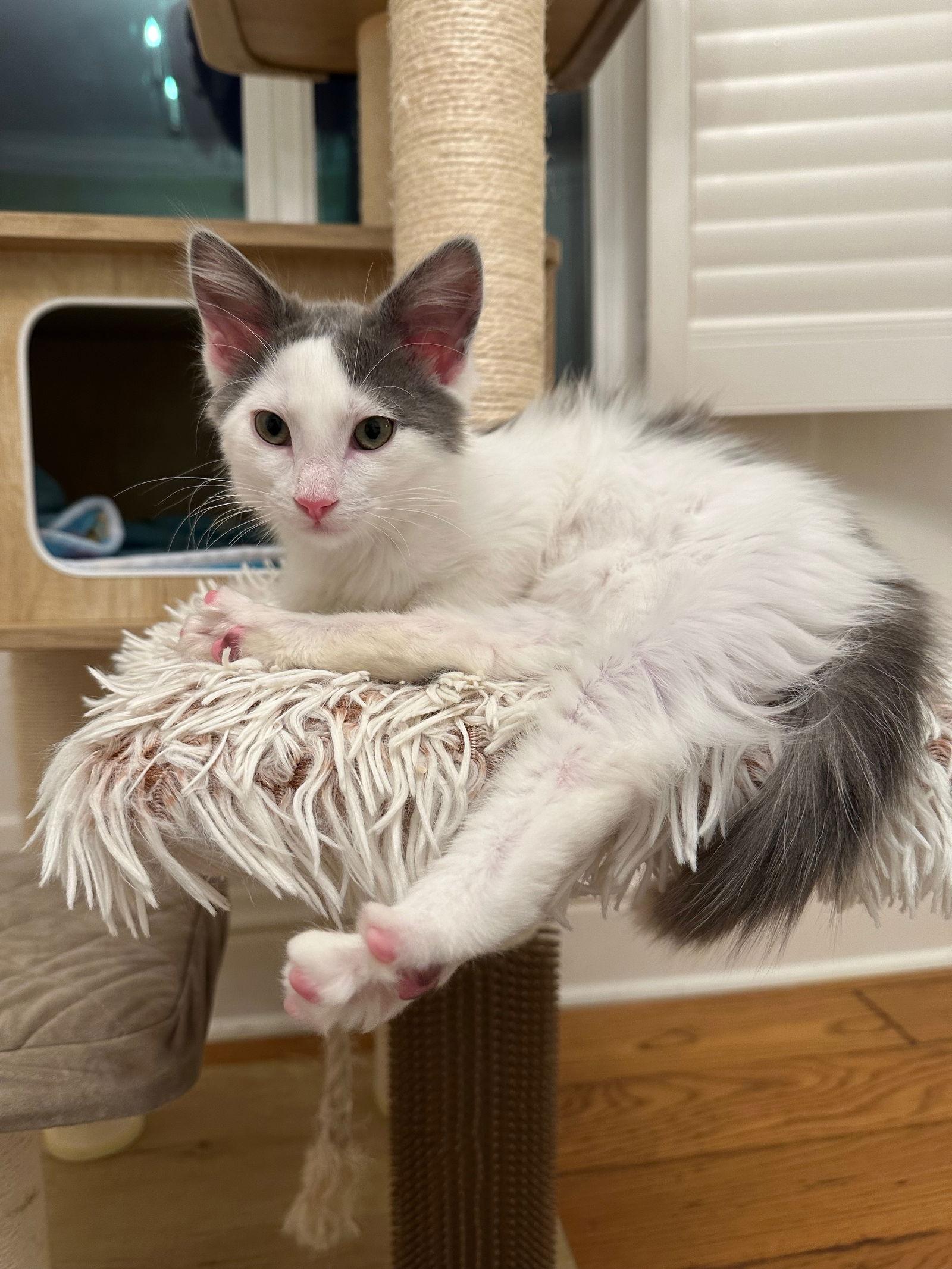 Enlarge Lotus & Lux, a Adopted mixed breed in Walnut Creek, CA image 2/2