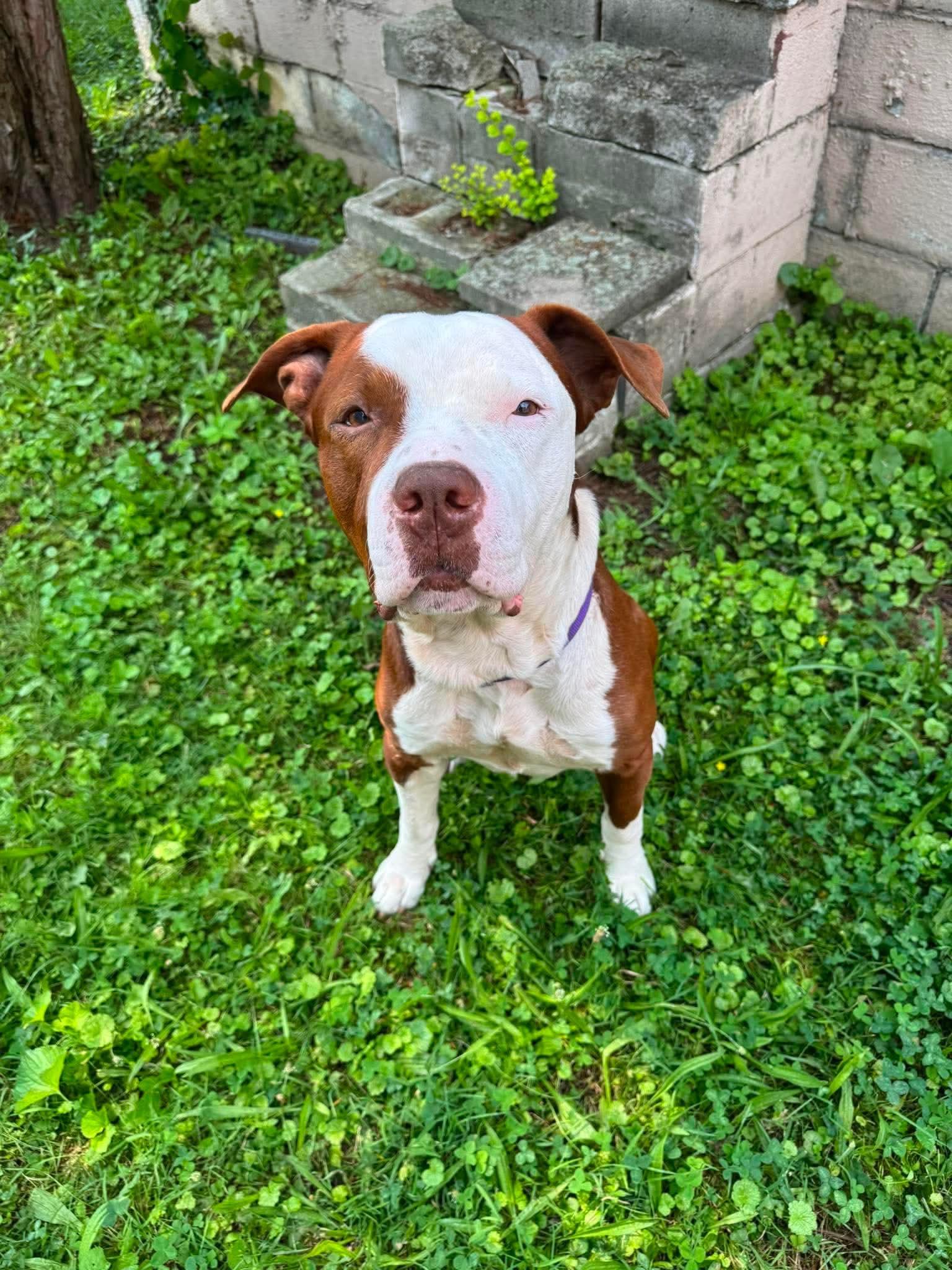 Enlarge Mambo, a Adopted mixed breed in Greensburg, PA image 5/5