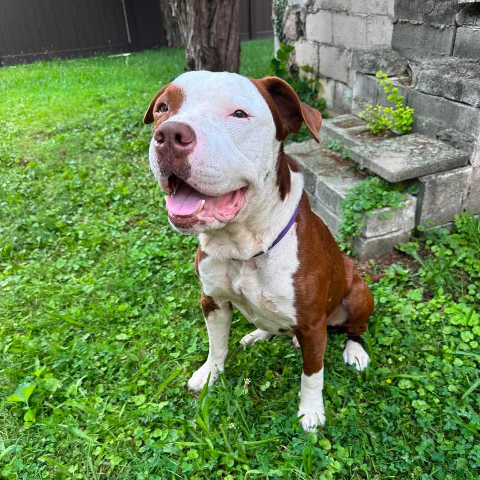 Enlarge Mambo, a Adopted mixed breed in Greensburg, PA image 1/5
