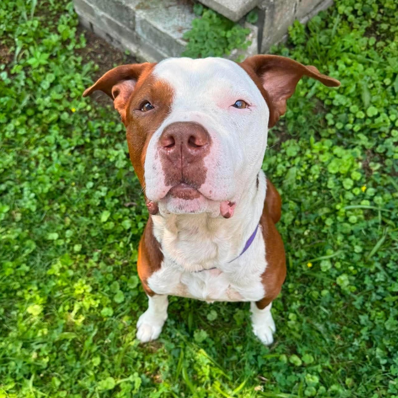Enlarge Mambo, a Adopted mixed breed in Greensburg, PA image 4/5