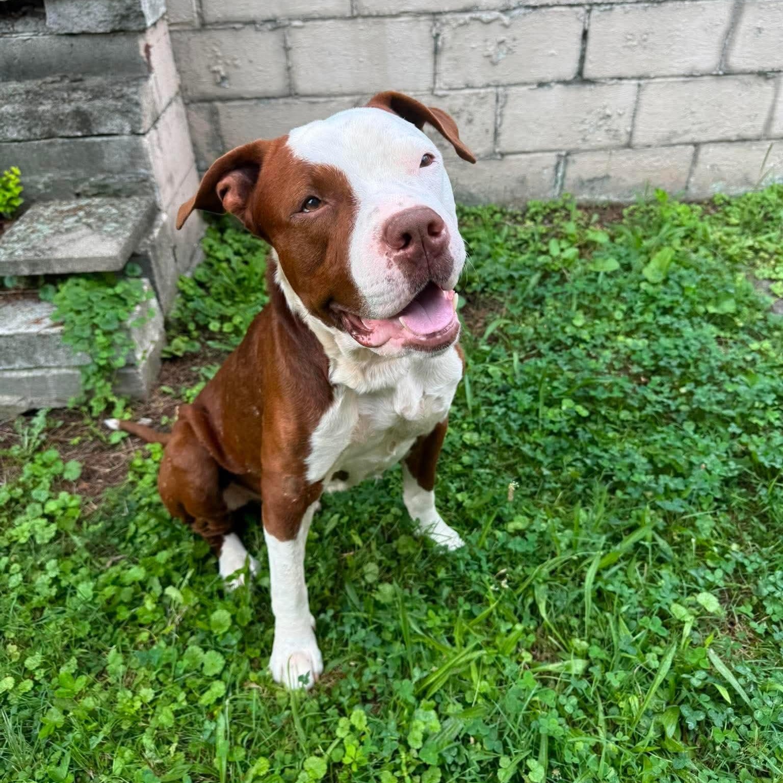 Enlarge Mambo, a Adopted mixed breed in Greensburg, PA image 2/5