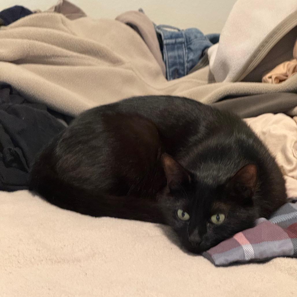 Enlarge Tilly, a Adoptable Domestic Short Hair in Los Angeles, CA image 1/6