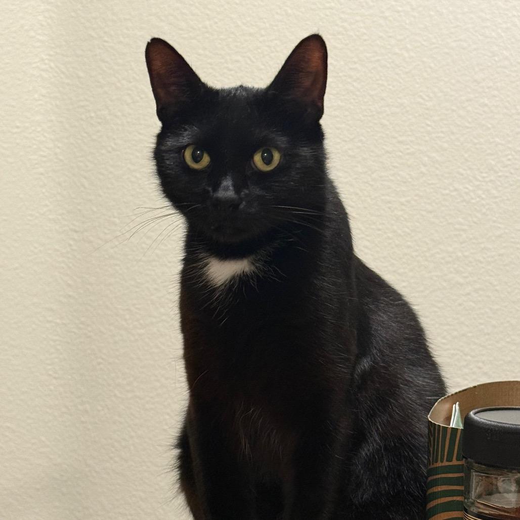 Enlarge Tilly, a Adoptable Domestic Short Hair in Los Angeles, CA image 2/6