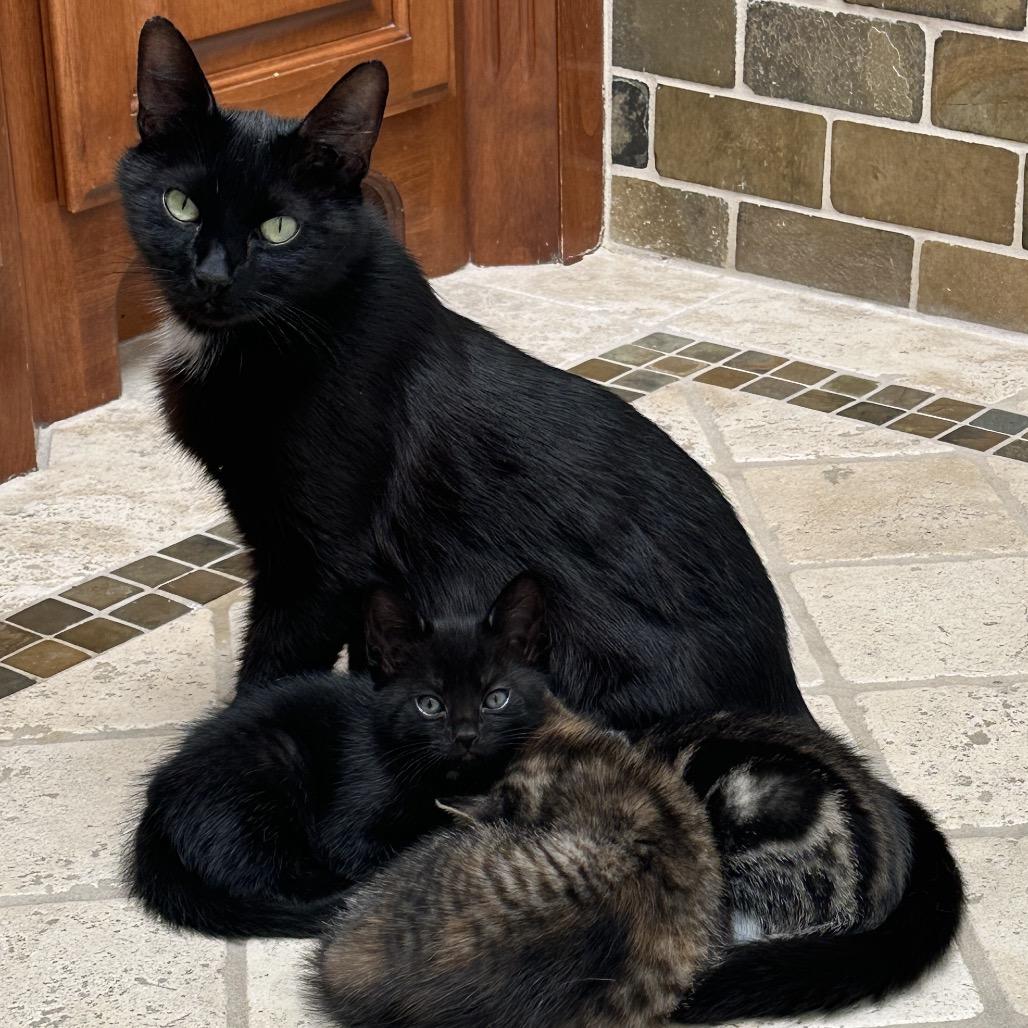 Enlarge Tilly, a Adoptable Domestic Short Hair in Los Angeles, CA image 3/6