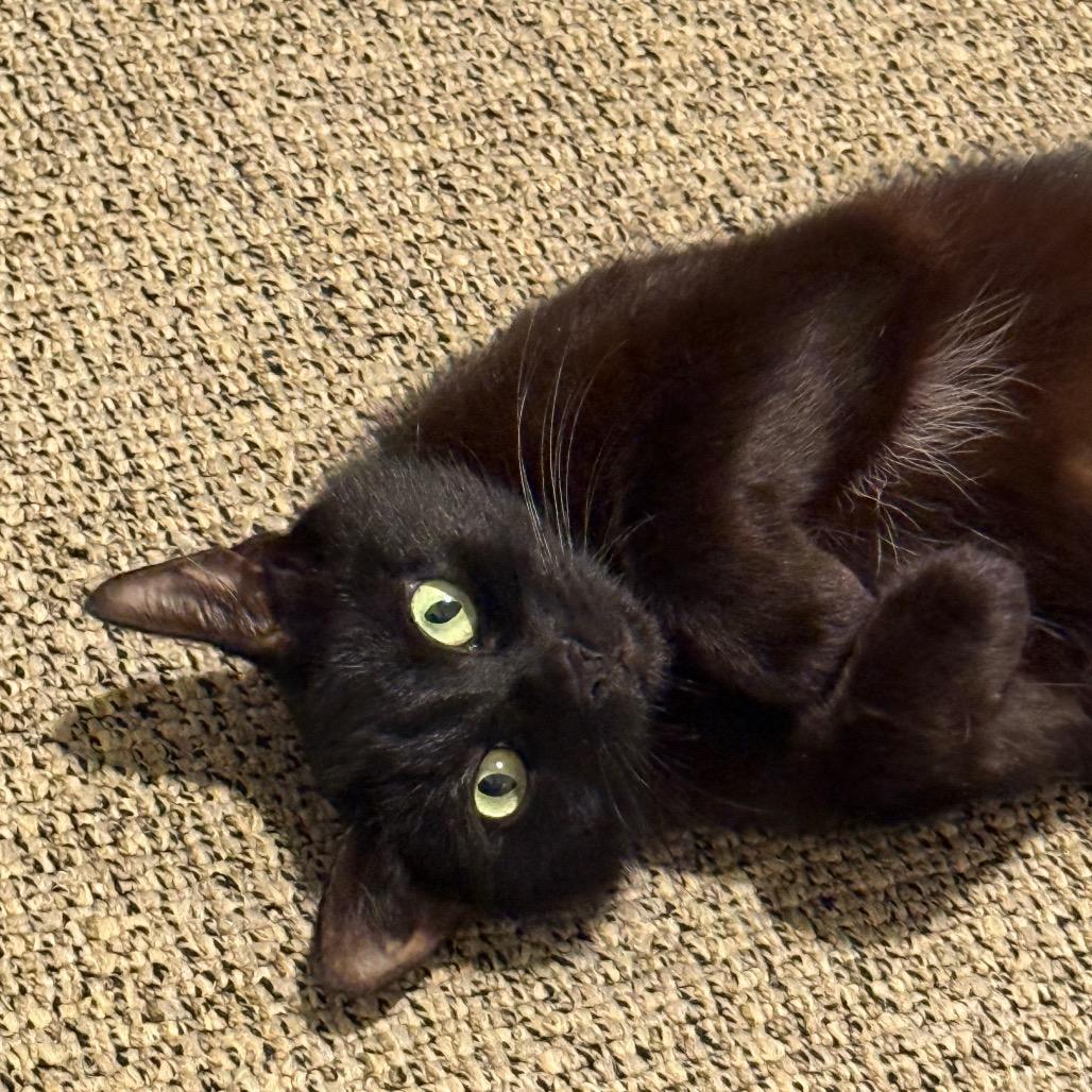 Enlarge Tilly, a Adoptable Domestic Short Hair in Los Angeles, CA image 4/6