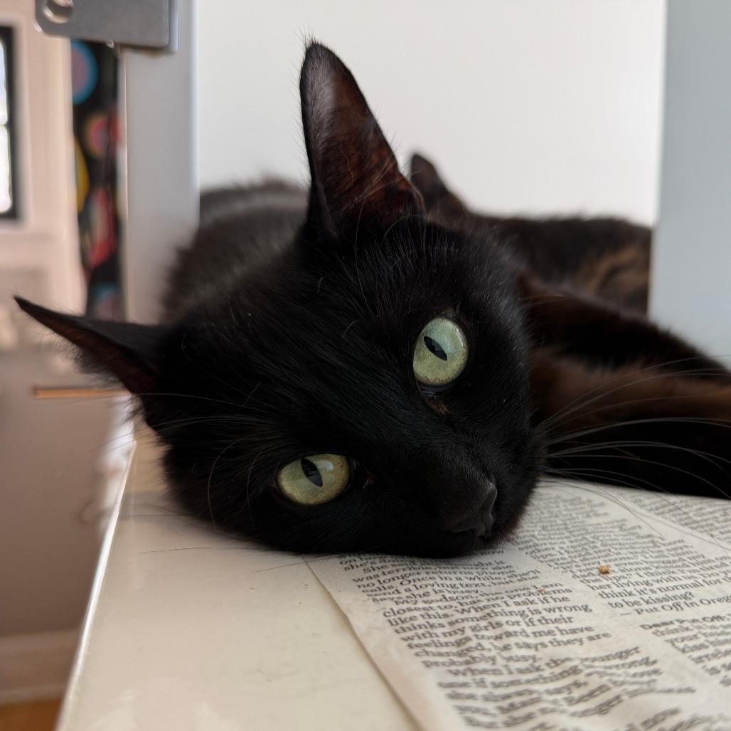 Enlarge Tilly, a Adoptable Domestic Short Hair in Los Angeles, CA image 5/6