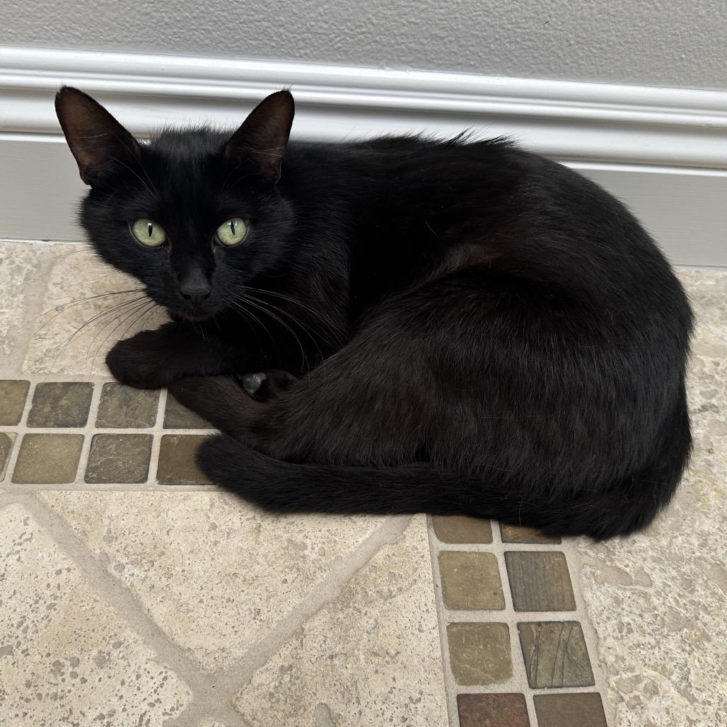 Enlarge Tilly, a Adoptable Domestic Short Hair in Los Angeles, CA image 6/6