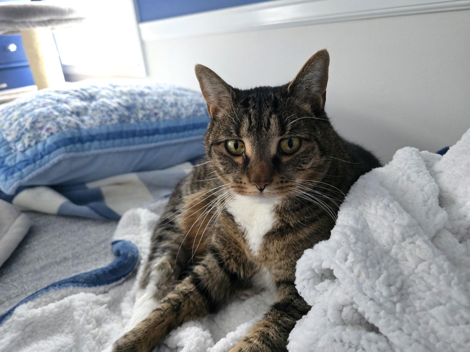 Phoebe, Adoptable, Adult Female Domestic Short Hair.