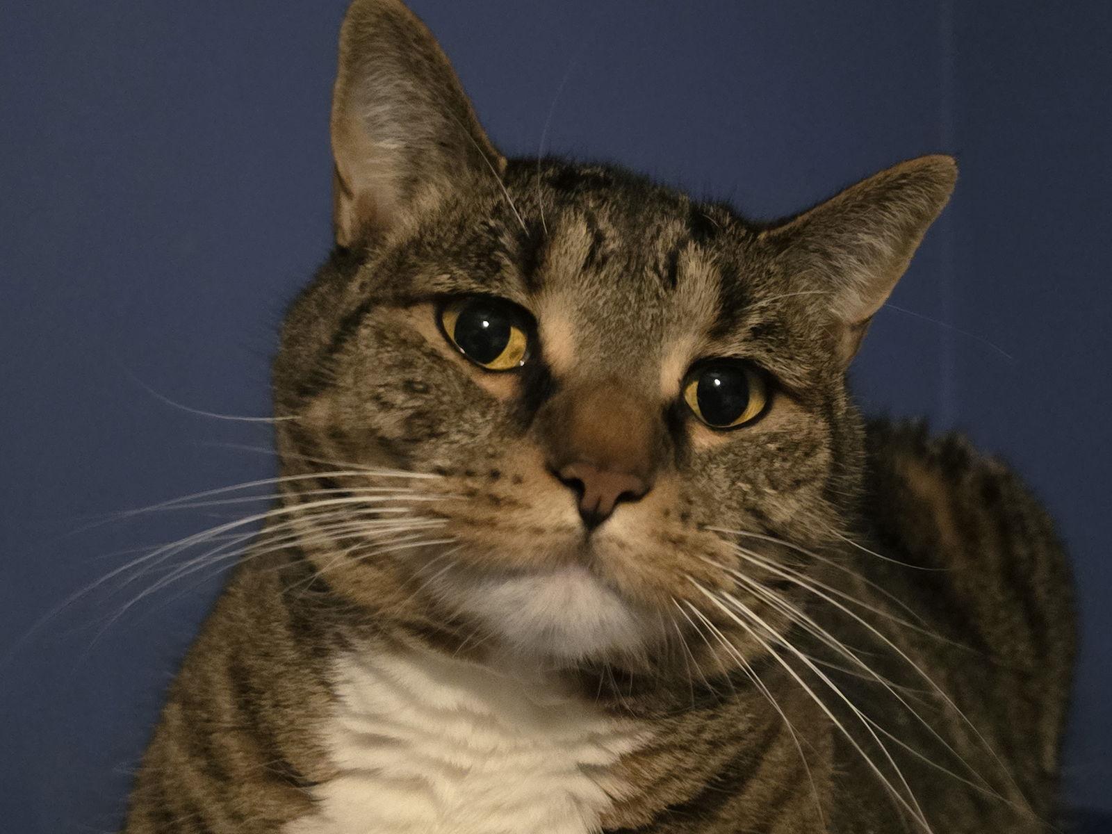 Enlarge Phoebe, a Adoptable Domestic Short Hair in Naugatuck, CT image 2/3