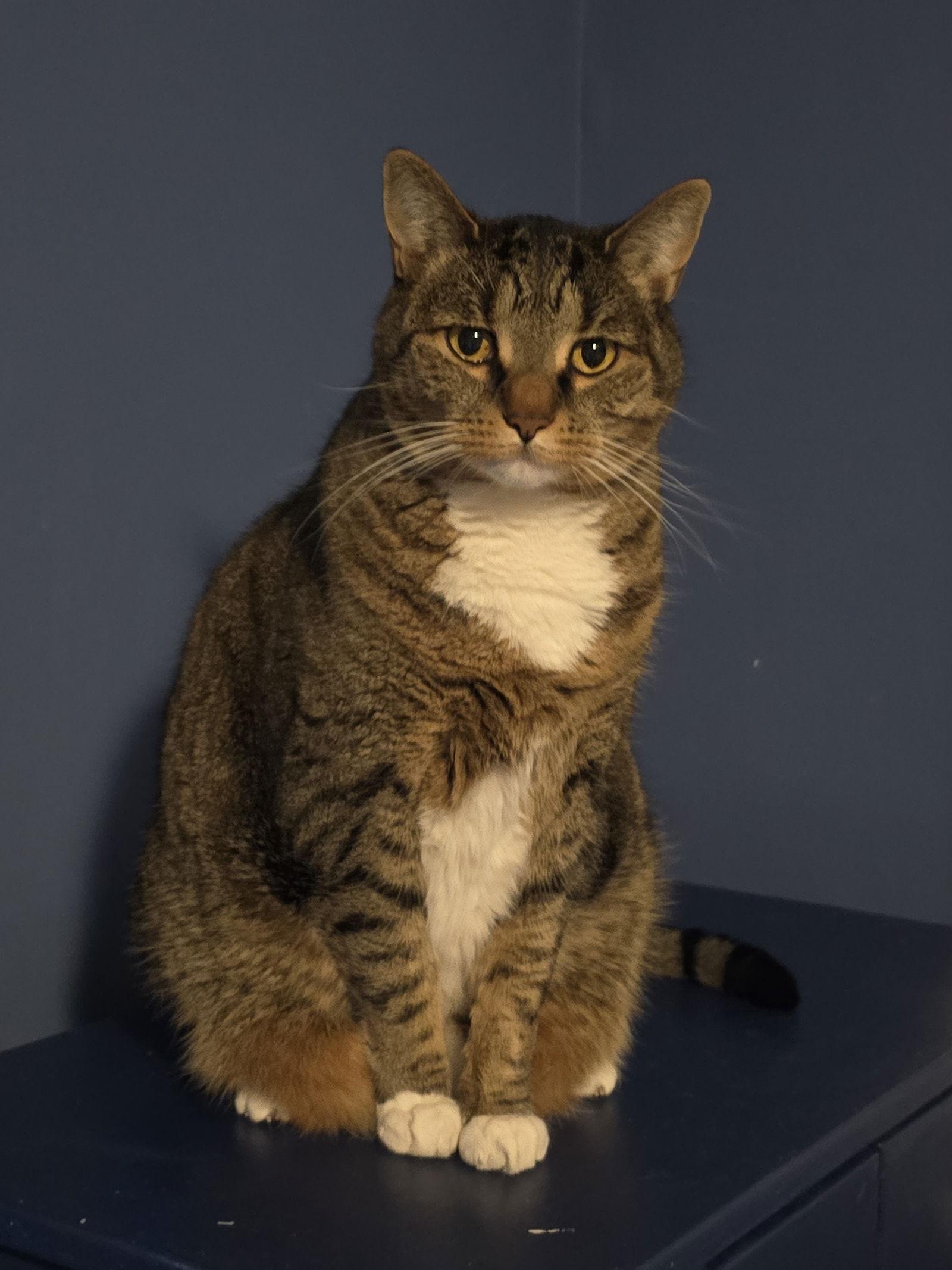 Enlarge Phoebe, a Adoptable Domestic Short Hair in Naugatuck, CT image 3/3