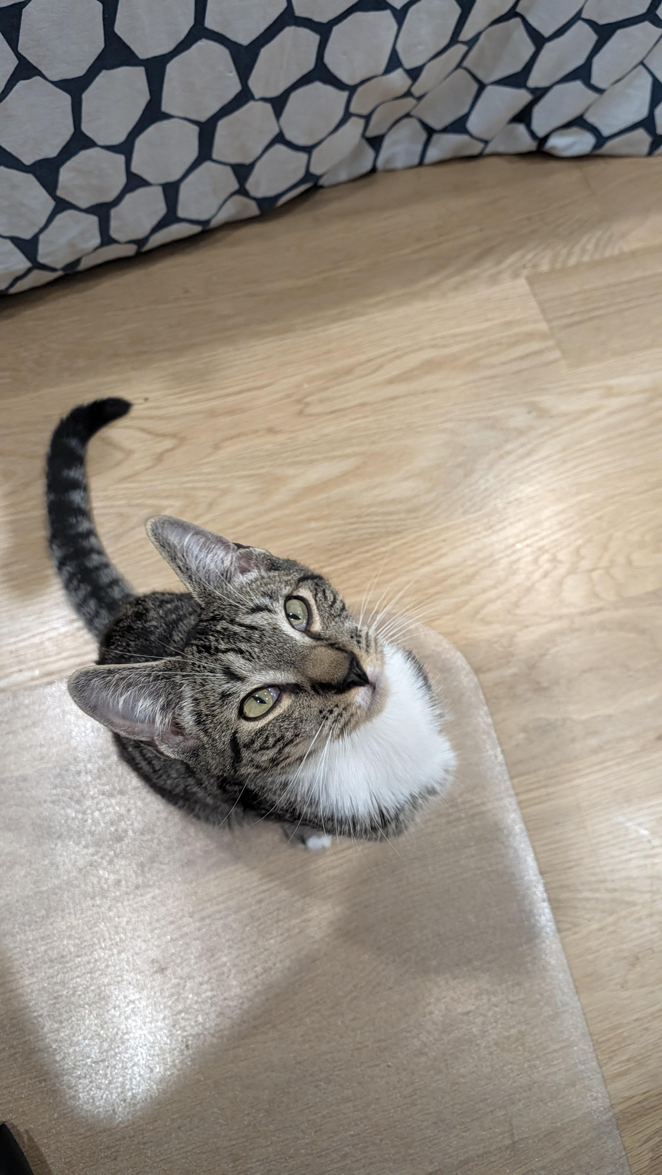 Guacamole, Adoptable, Kitten Male Domestic Short Hair.