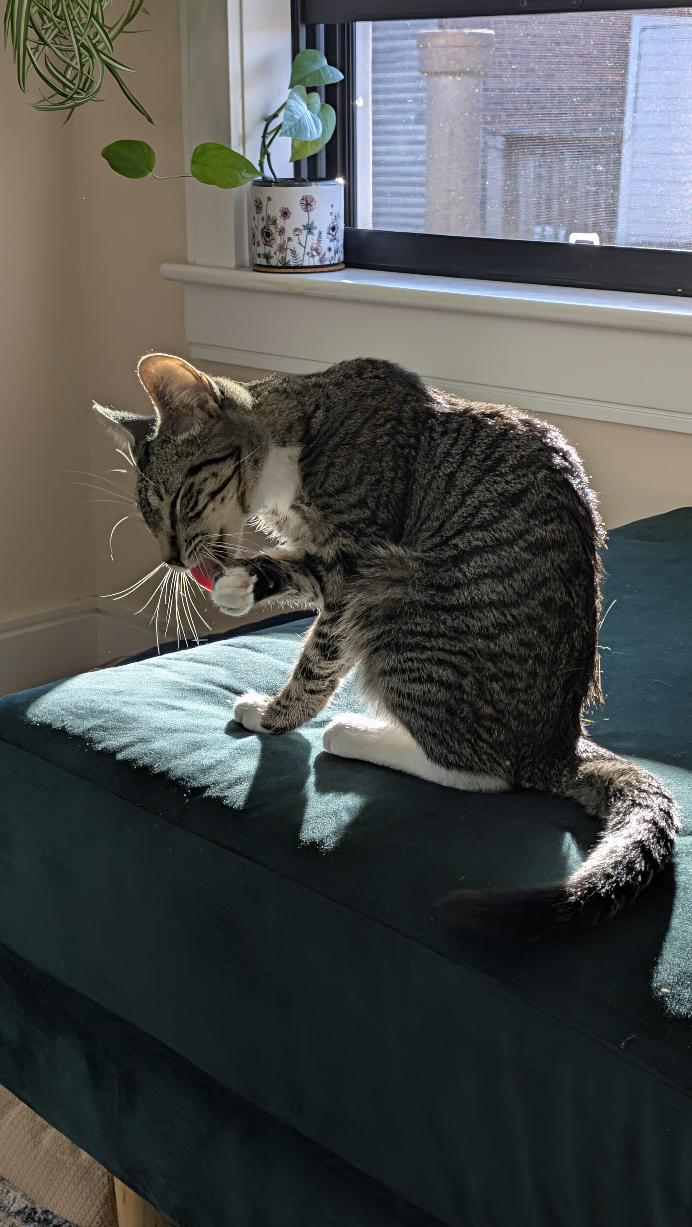 Enlarge Guacamole, a Adoptable Domestic Short Hair in Melrose, MA image 3/5