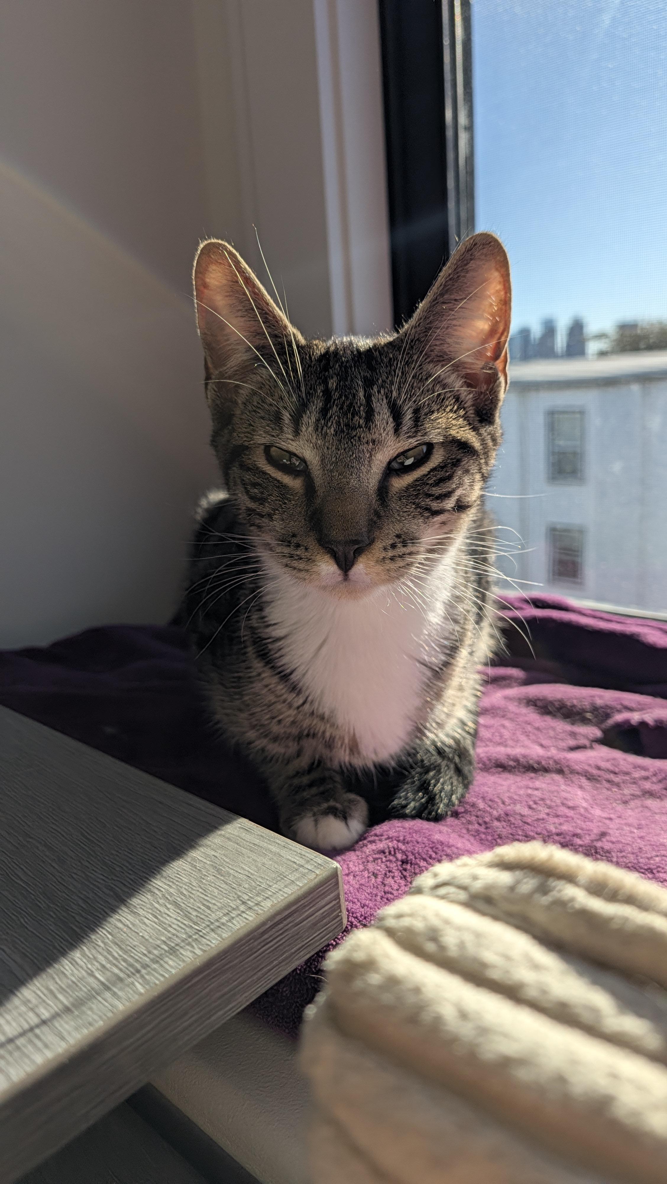 Enlarge Guacamole, a Adoptable Domestic Short Hair in Melrose, MA image 4/5