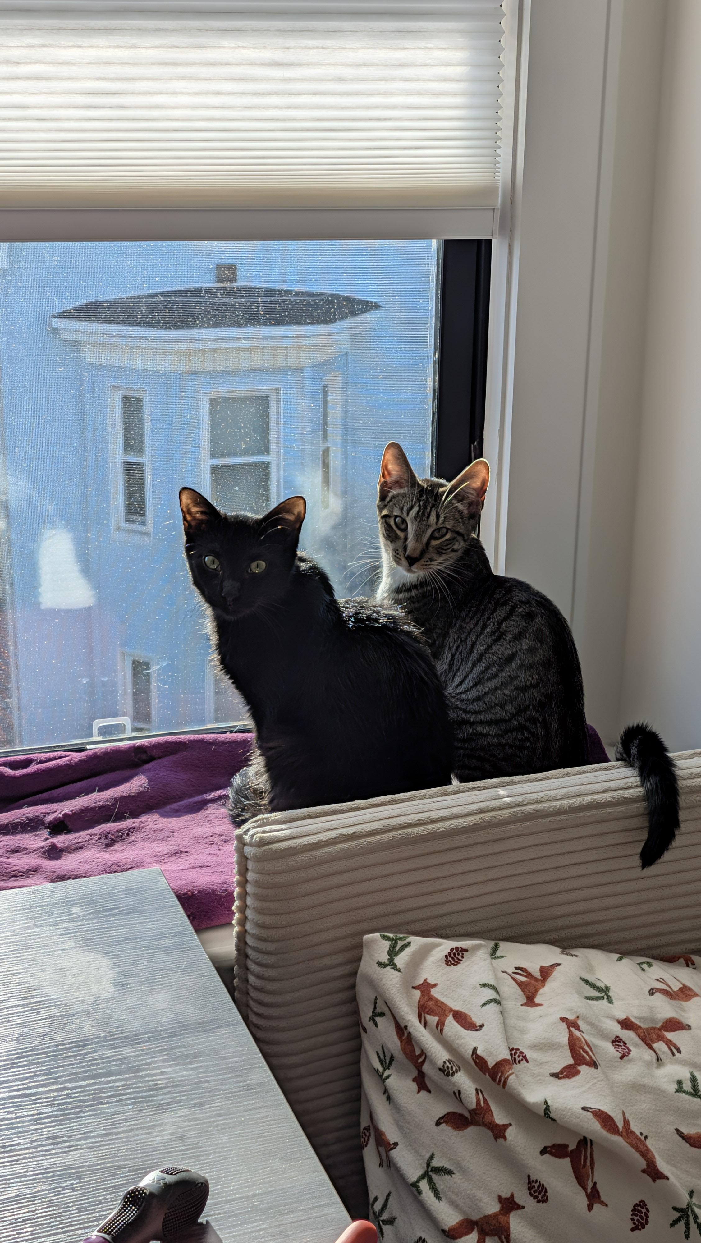 Enlarge Guacamole, a Adoptable Domestic Short Hair in Melrose, MA image 5/5